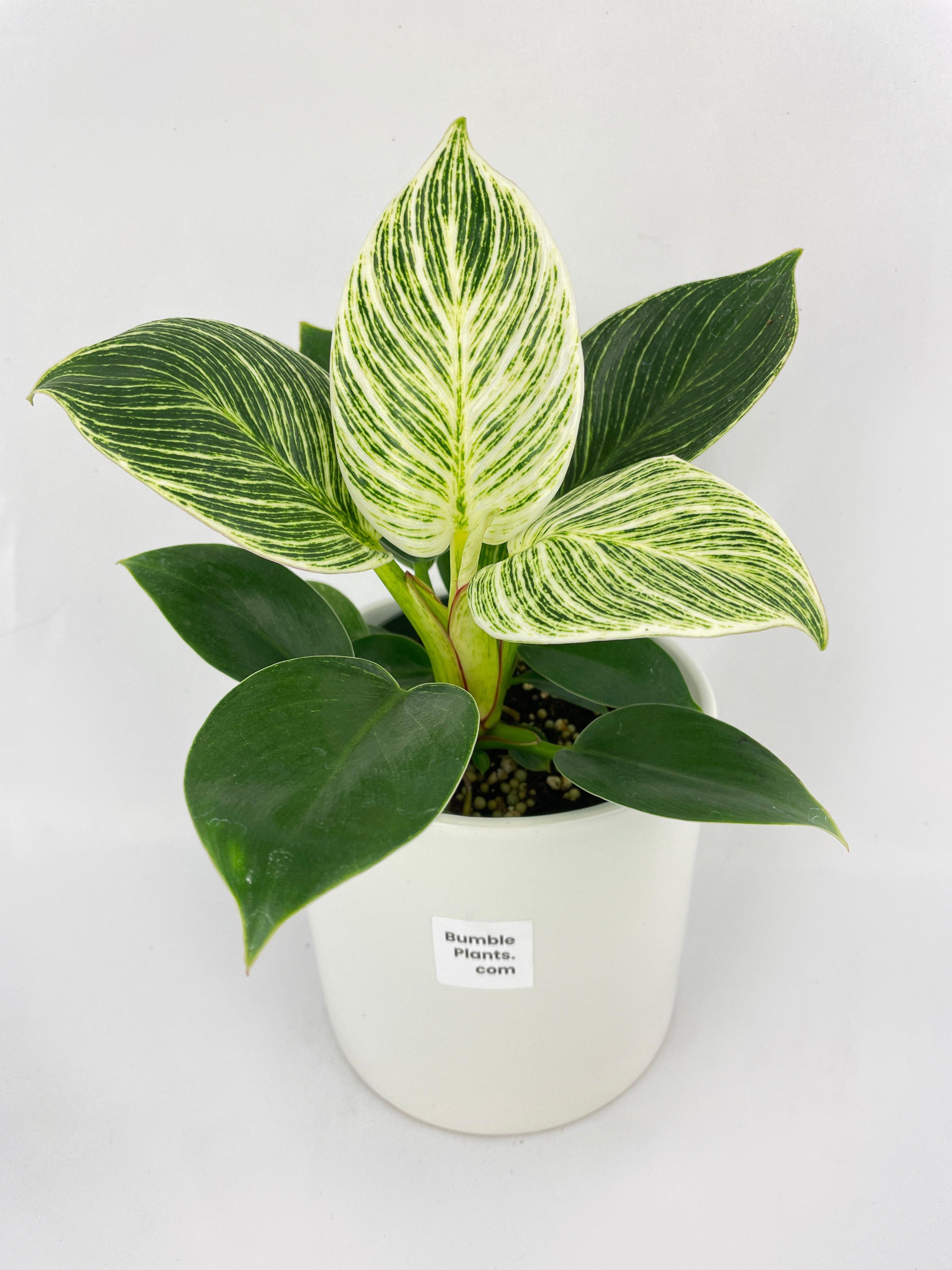 Philodendron Birkin Variegata - Bumble Plants