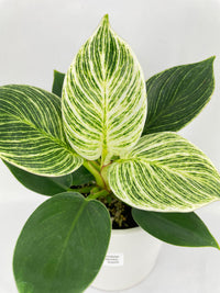 Philodendron Birkin Variegata - Bumble Plants