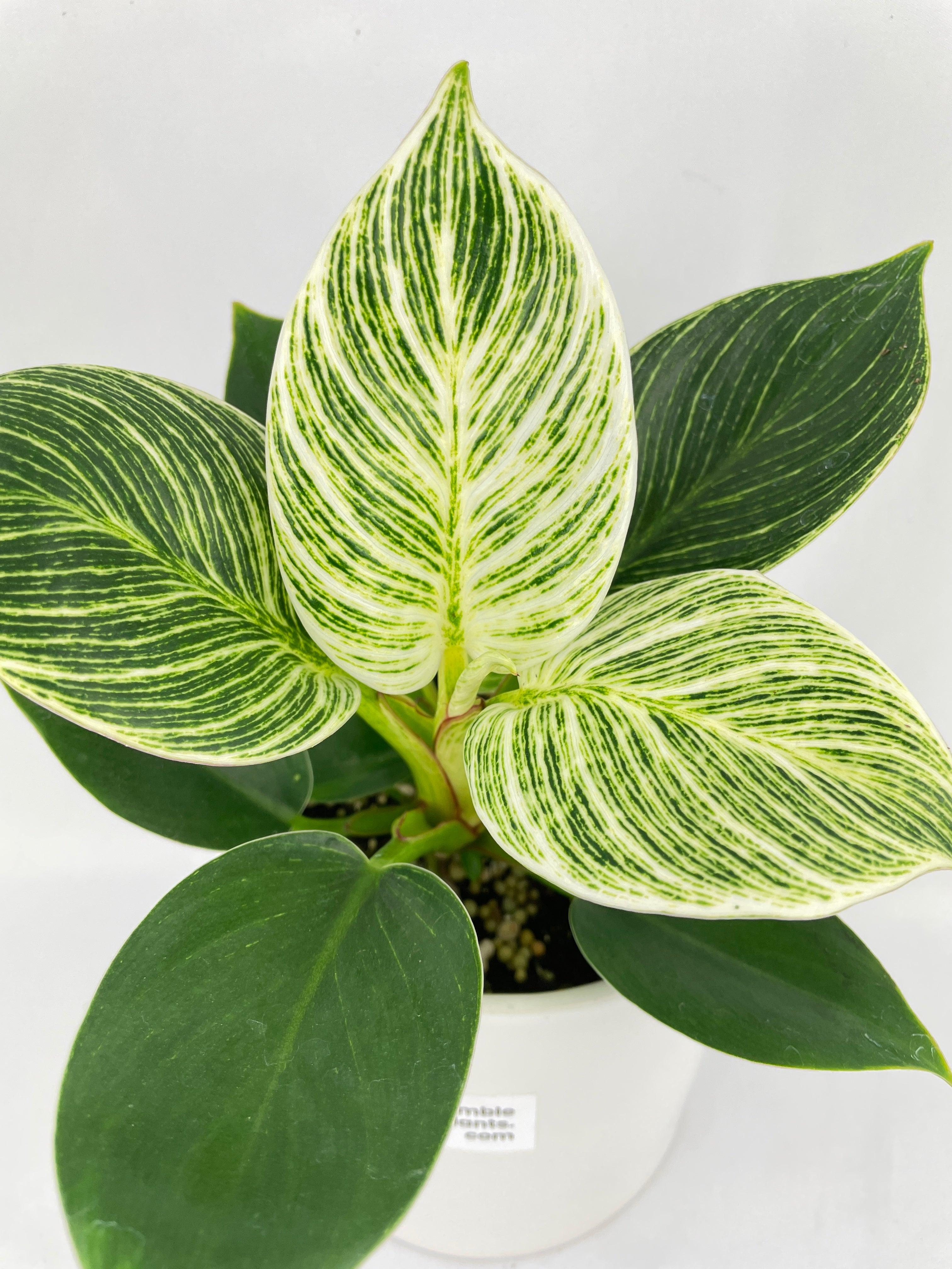 Philodendron Birkin Variegata - Bumble Plants
