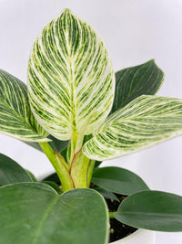Philodendron Birkin Variegata - Bumble Plants