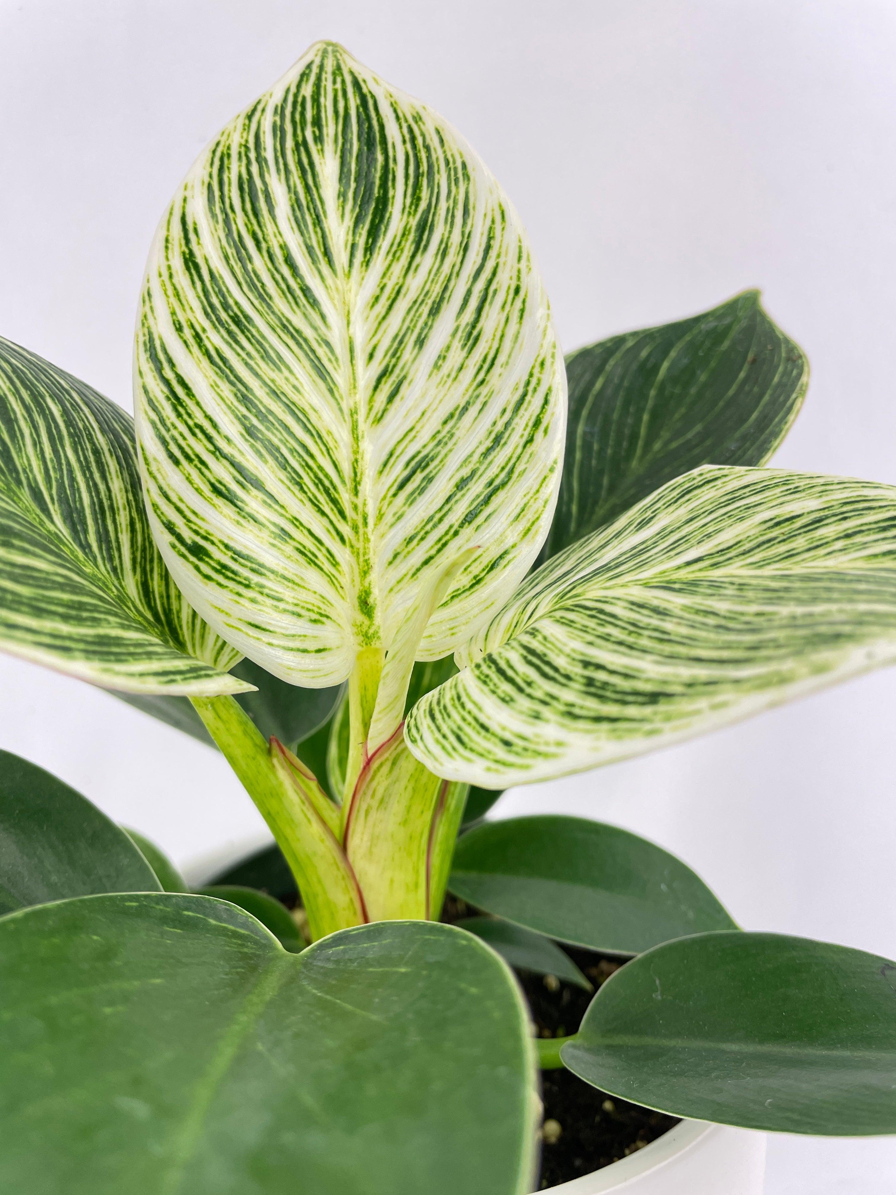 Philodendron Birkin Variegata - Bumble Plants