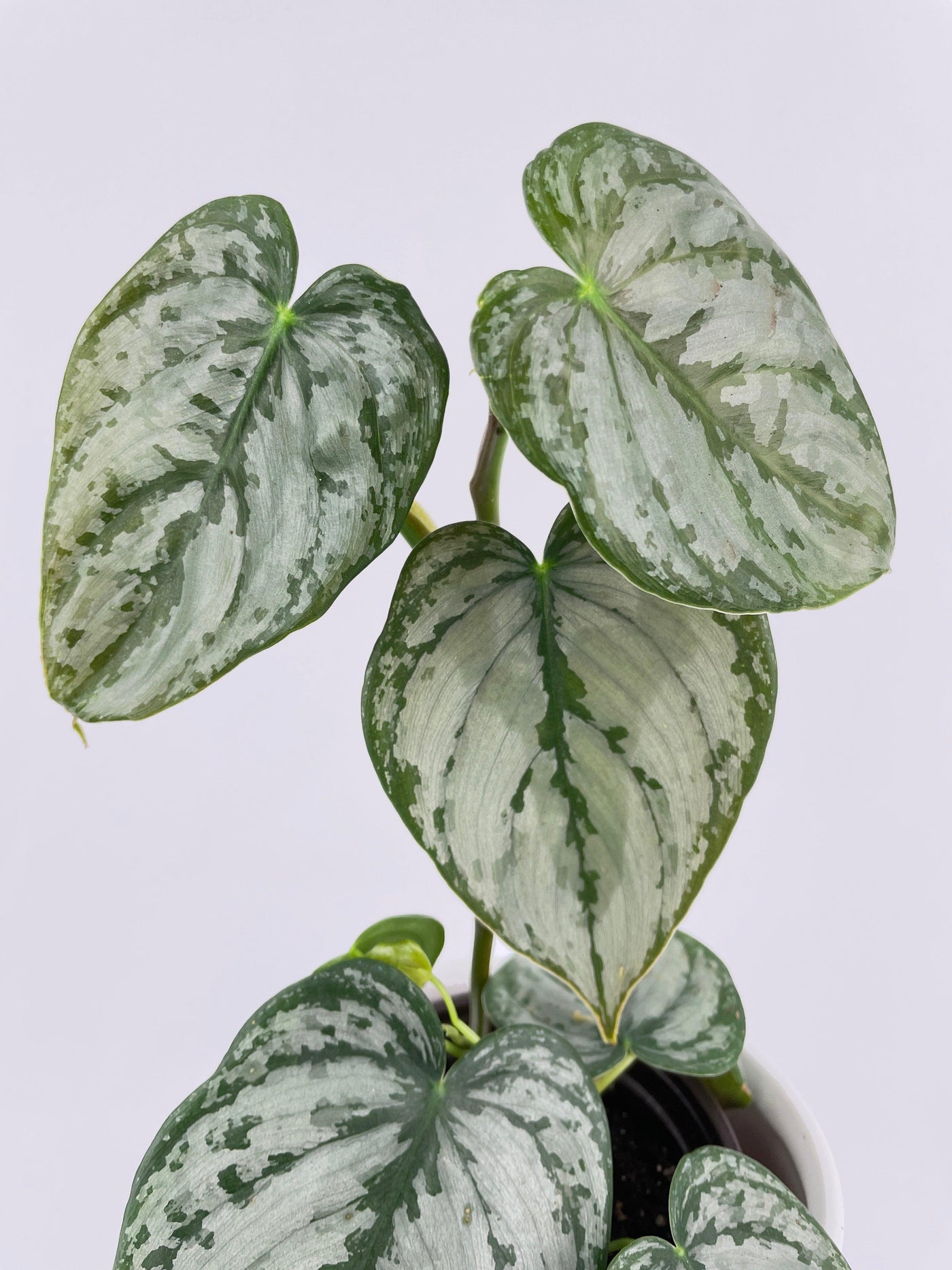 philodendron brandy Live Philodendron Brandtianum