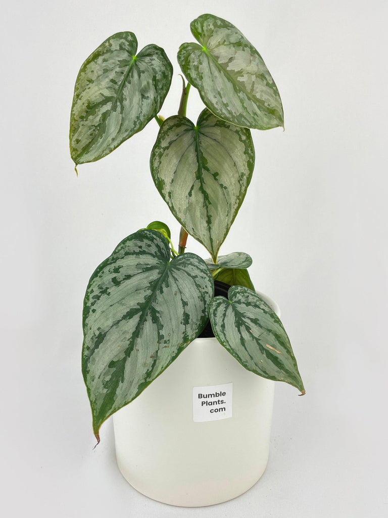 Philodendron Brandtianum Silver Leaf - Bumble Plants