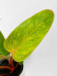Philodendron Erubescens Painted Lady - Bumble Plants