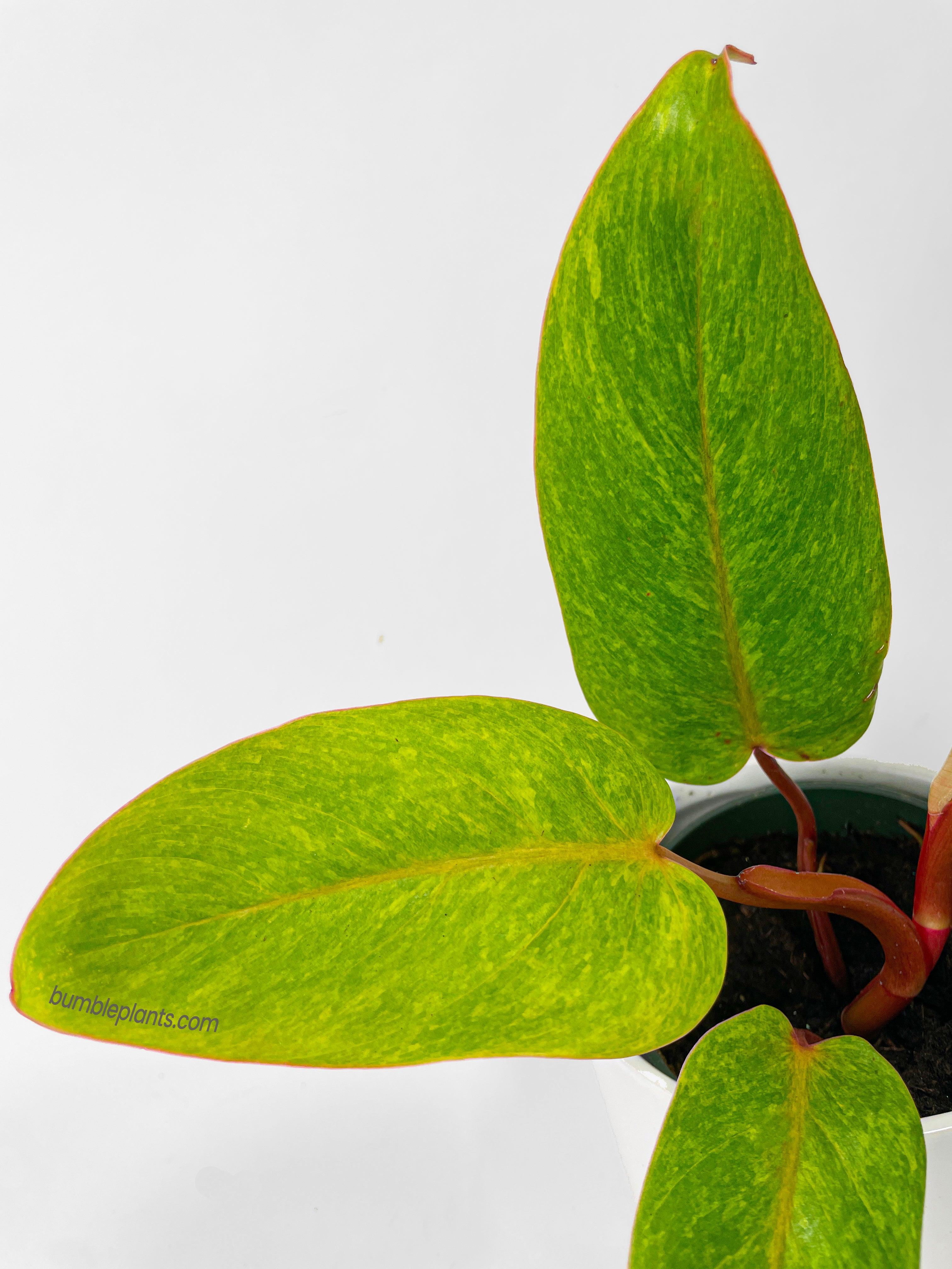 Philodendron Erubescens Painted Lady - Bumble Plants