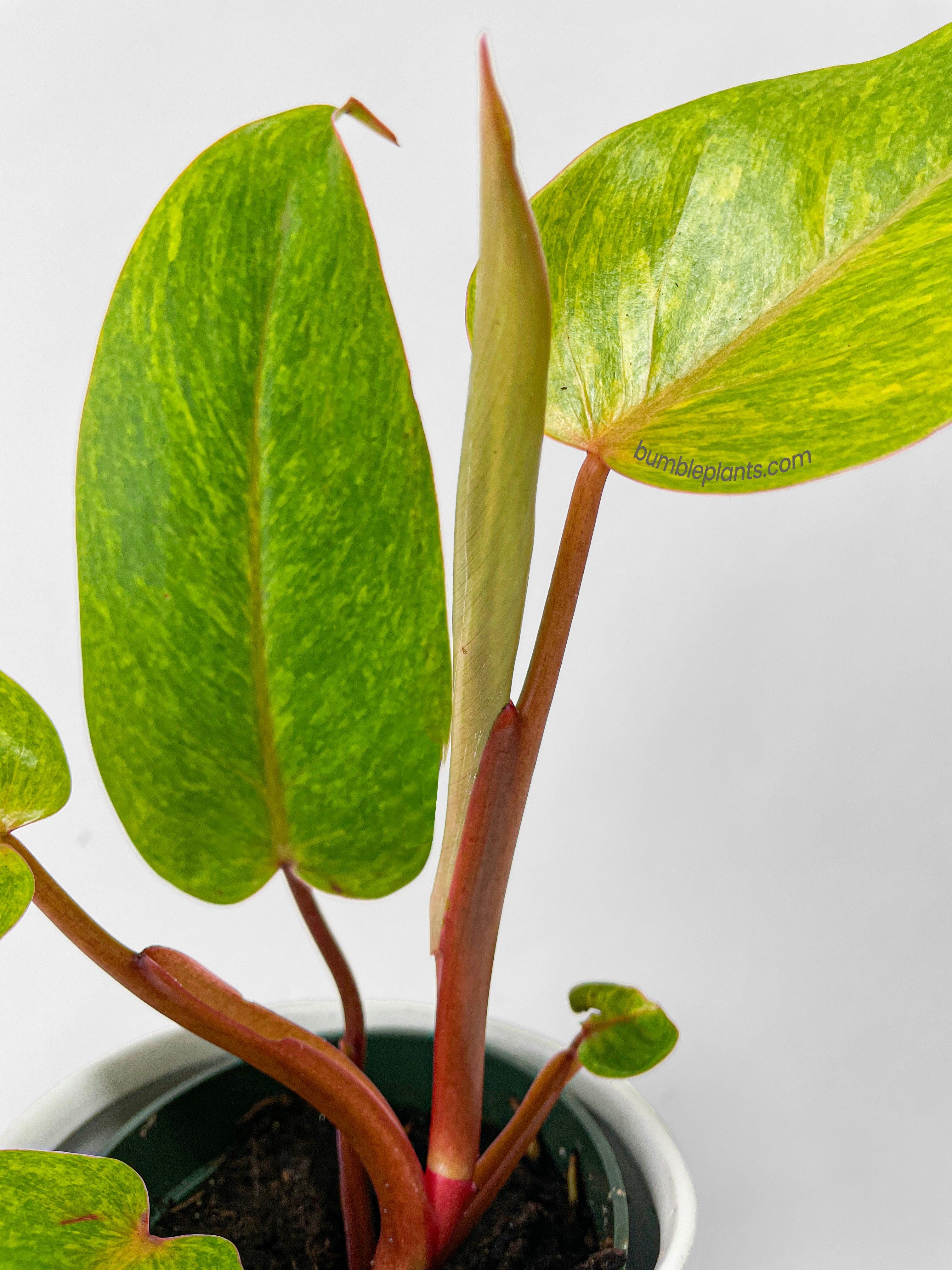 Philodendron Erubescens Painted Lady - Bumble Plants