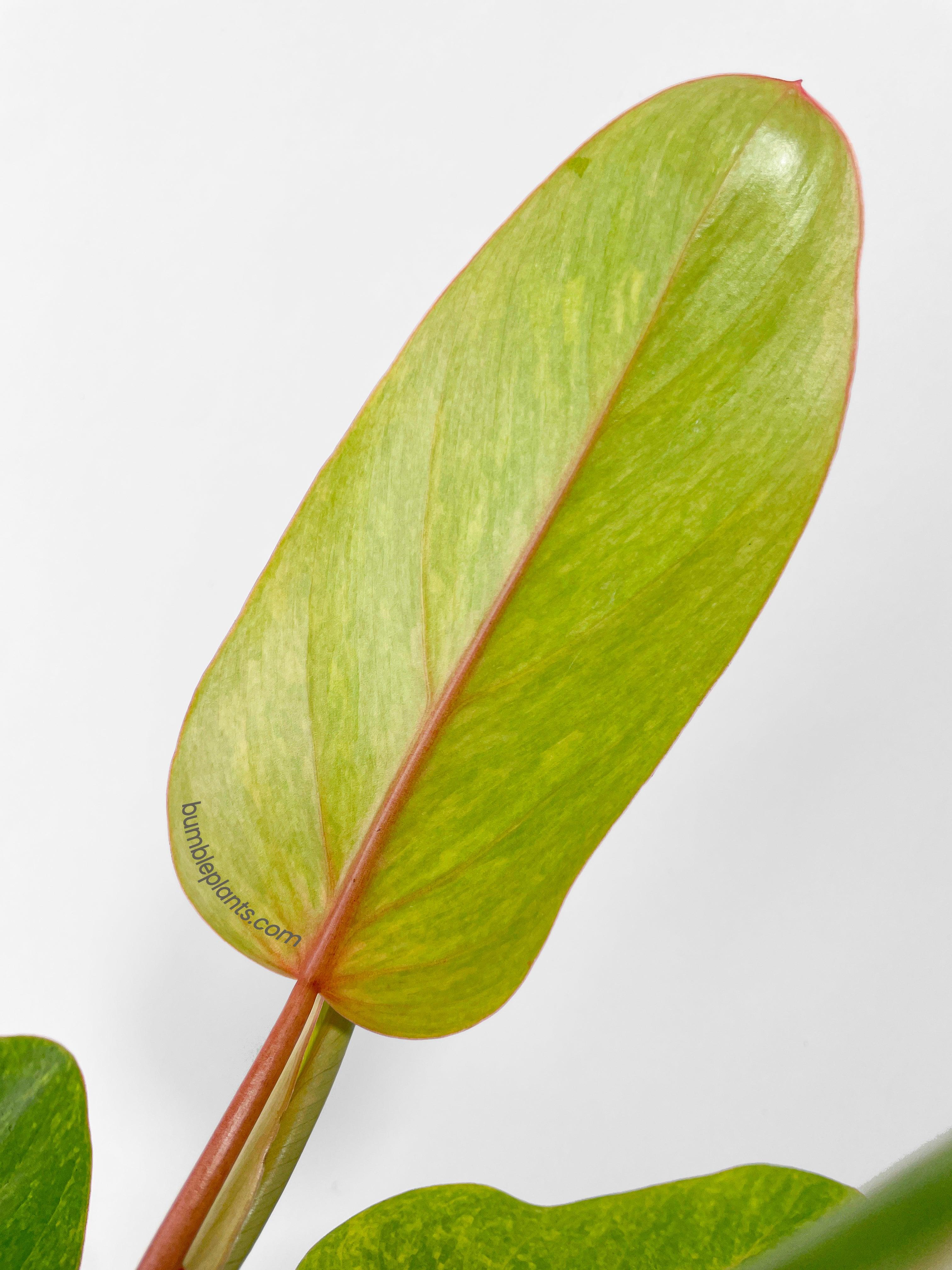 Philodendron Erubescens Painted Lady - Bumble Plants