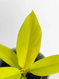 Philodendron 'Golden Crocodile' Ring of Fire Hybrid - Bumble Plants