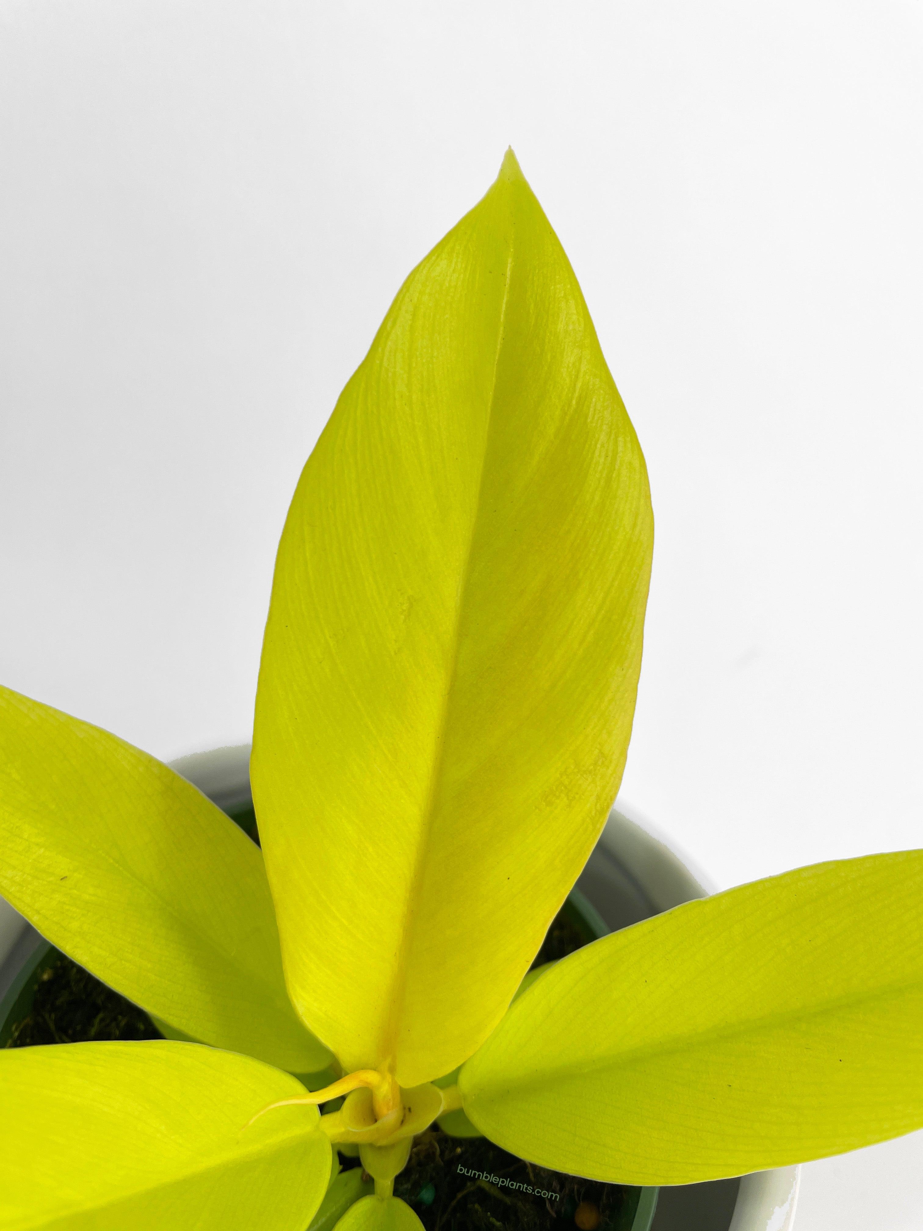 Philodendron 'Golden Crocodile' Ring of Fire Hybrid - Bumble Plants