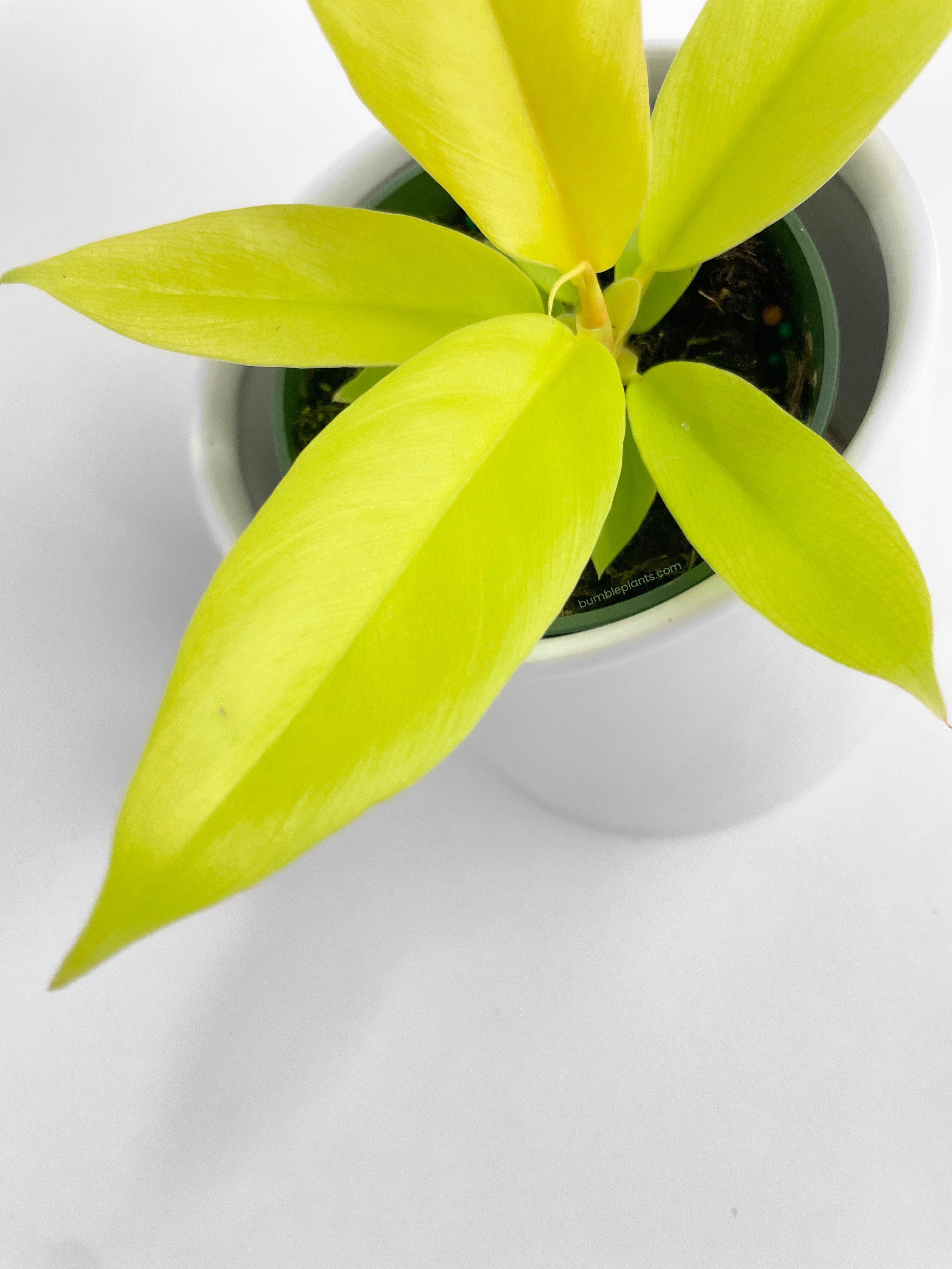 Philodendron 'Golden Crocodile' Ring of Fire Hybrid - Bumble Plants