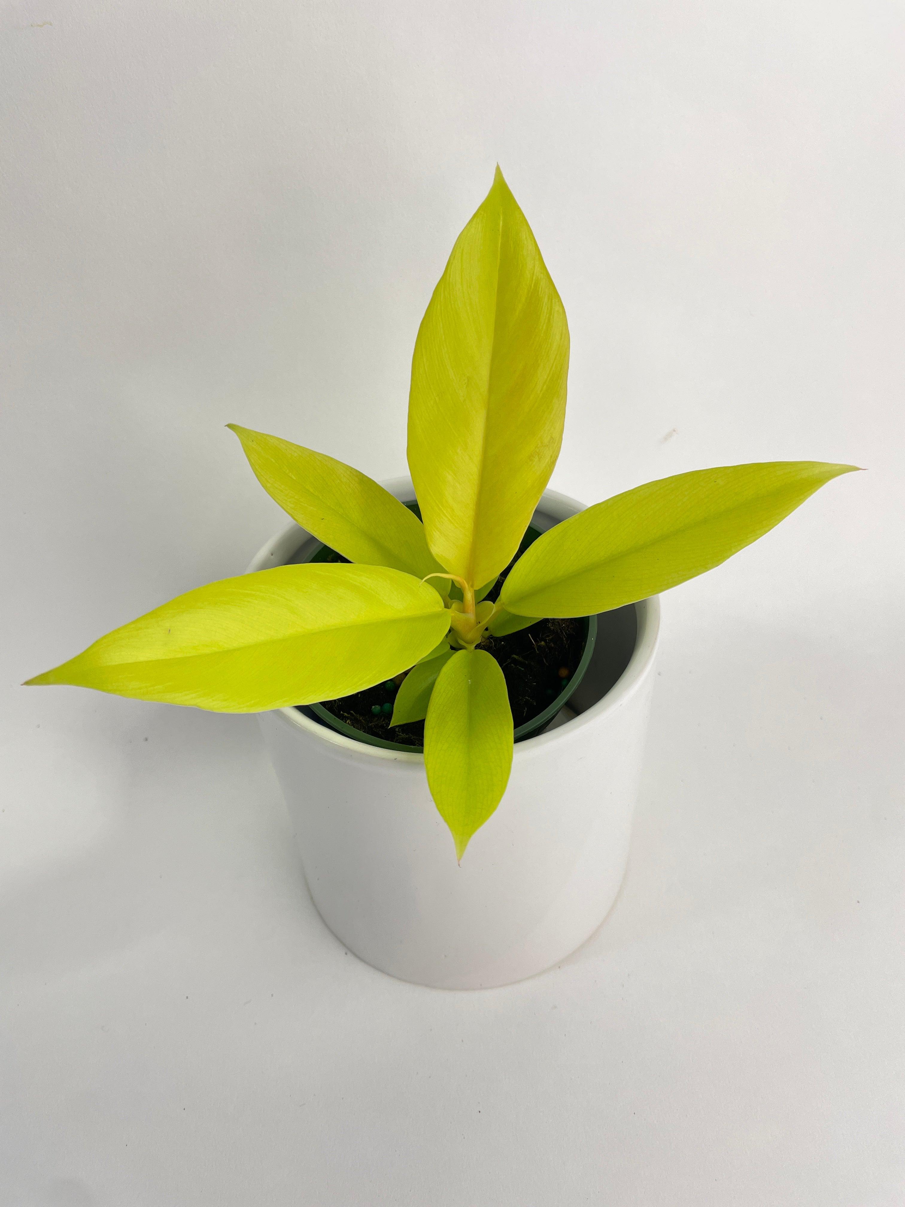 Philodendron 'Golden Crocodile' Ring of Fire Hybrid - Bumble Plants