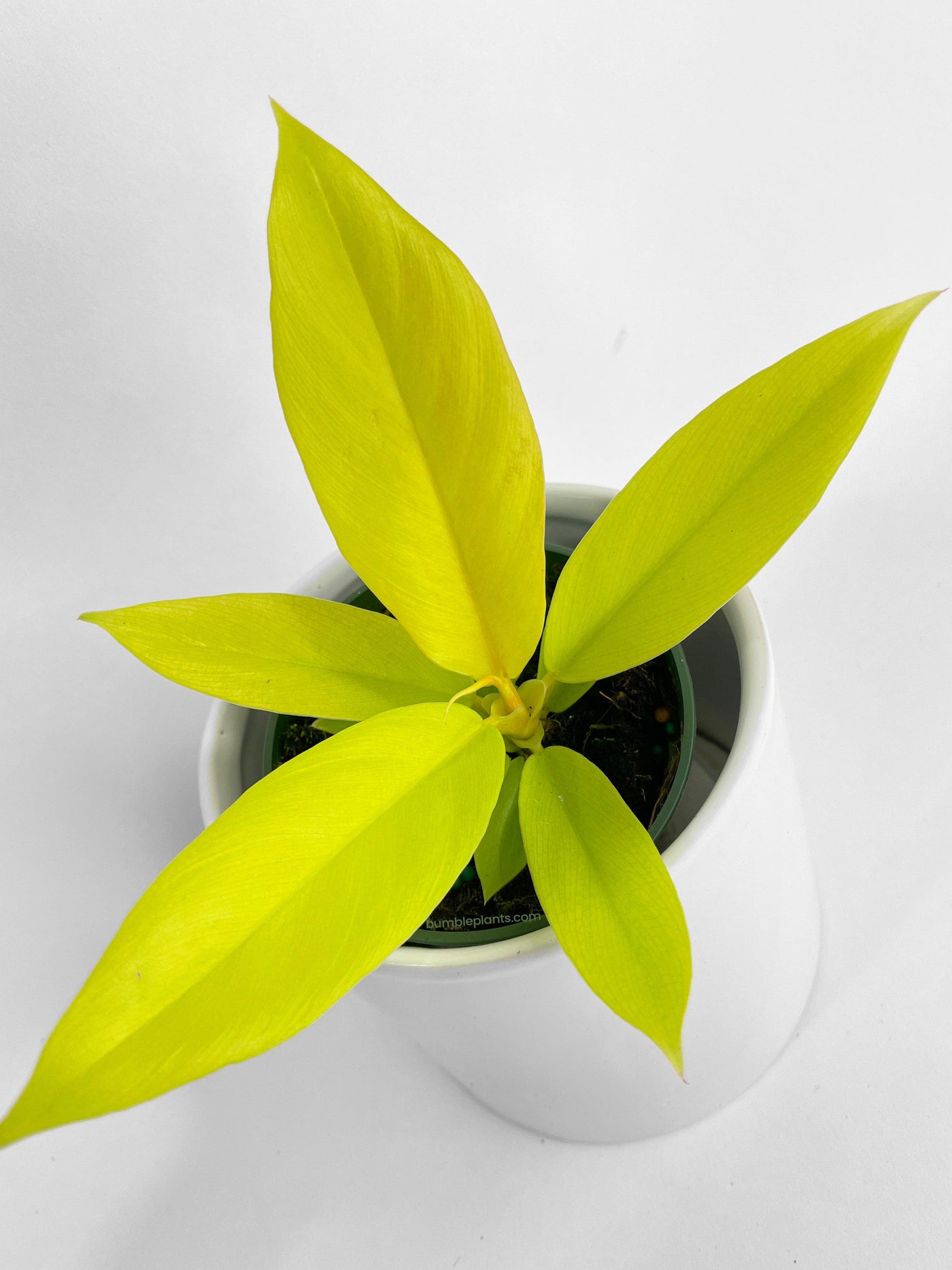 Philodendron 'Golden Crocodile' Ring of Fire Hybrid - Bumble Plants
