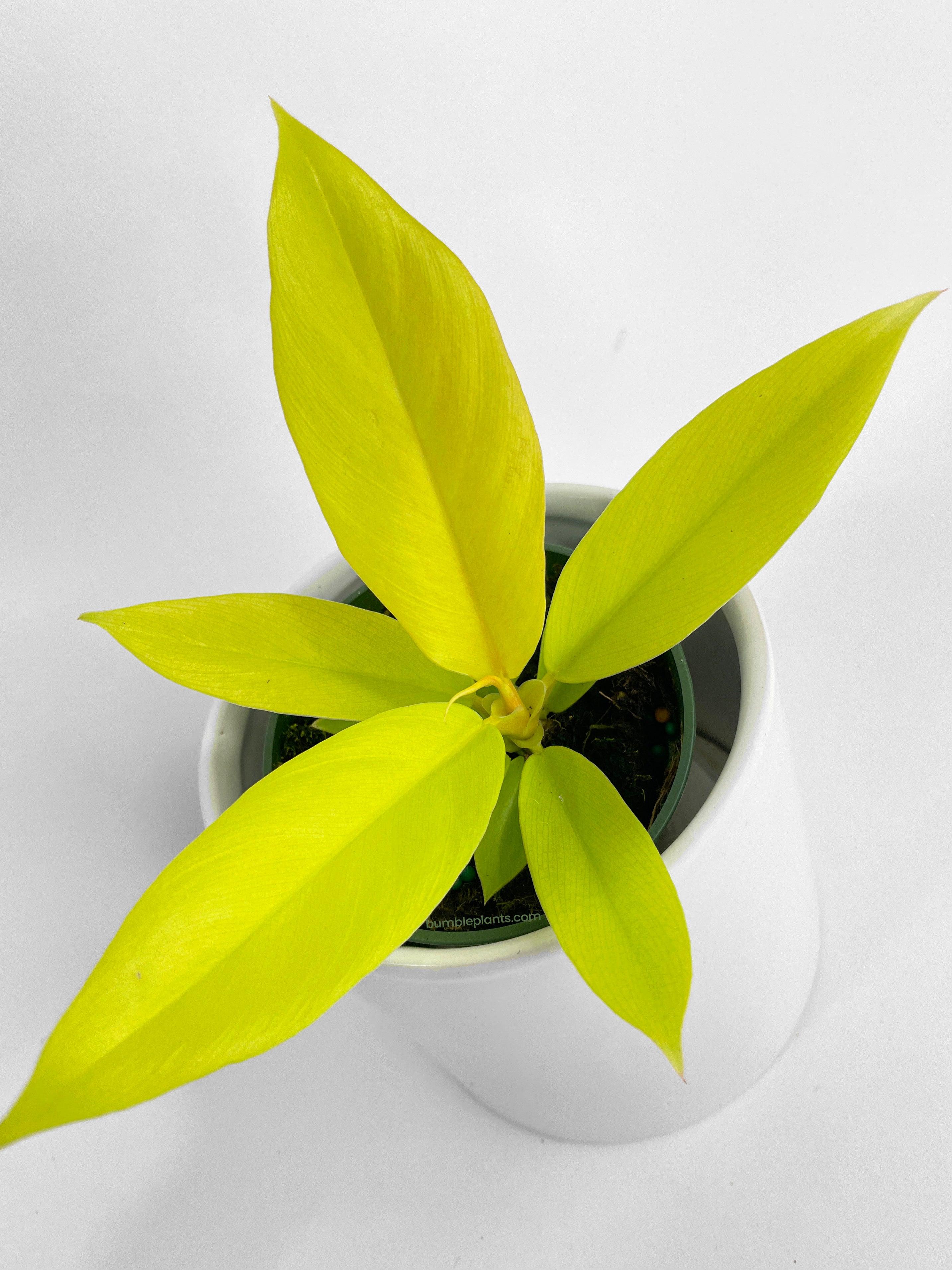 Philodendron 'Golden Crocodile' Ring of Fire Hybrid - Bumble Plants