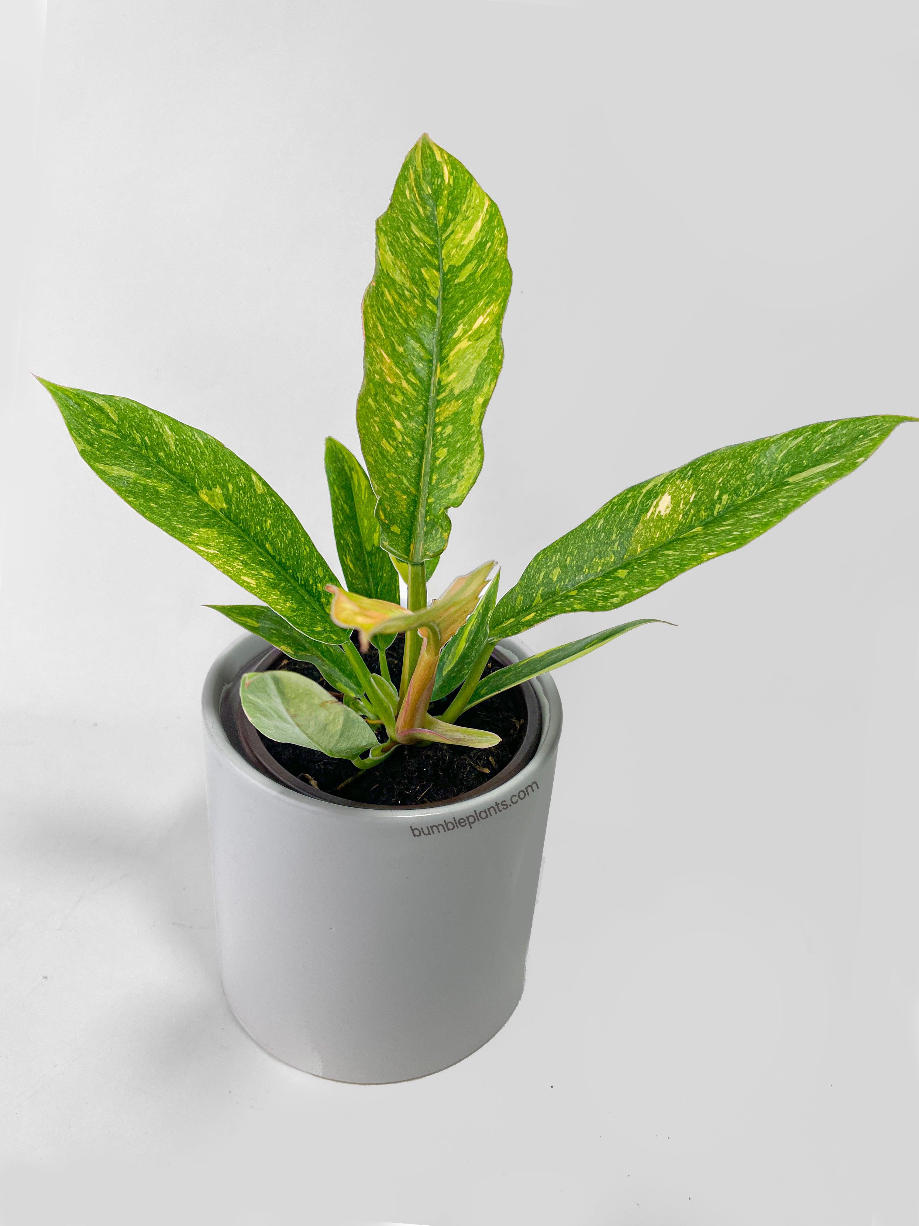 variegated philodendron ring of fire Philodendron Ring of Fire, 4" Plant