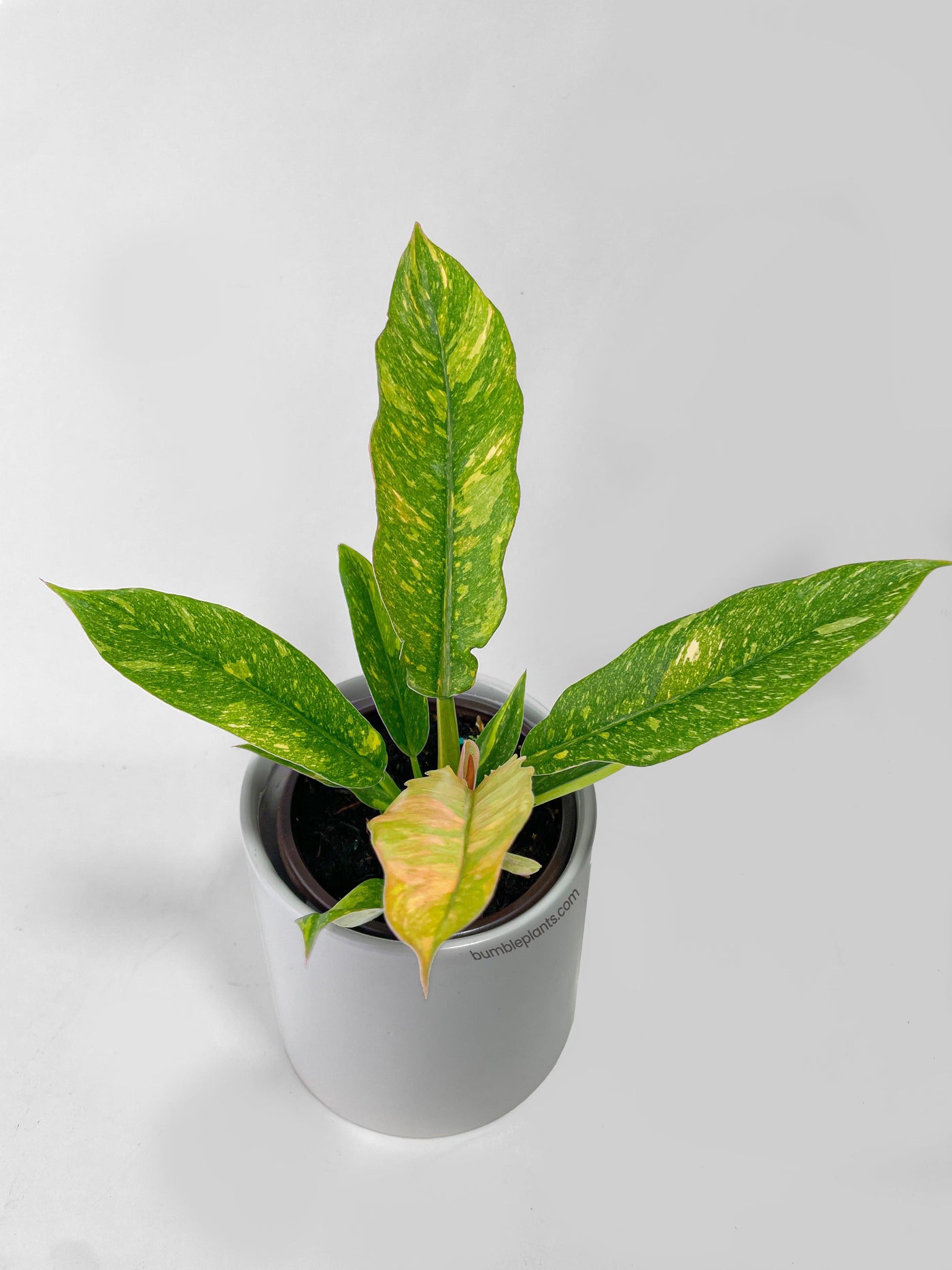 Variegated Philodendron Ring of Fire - Bumble Plants
