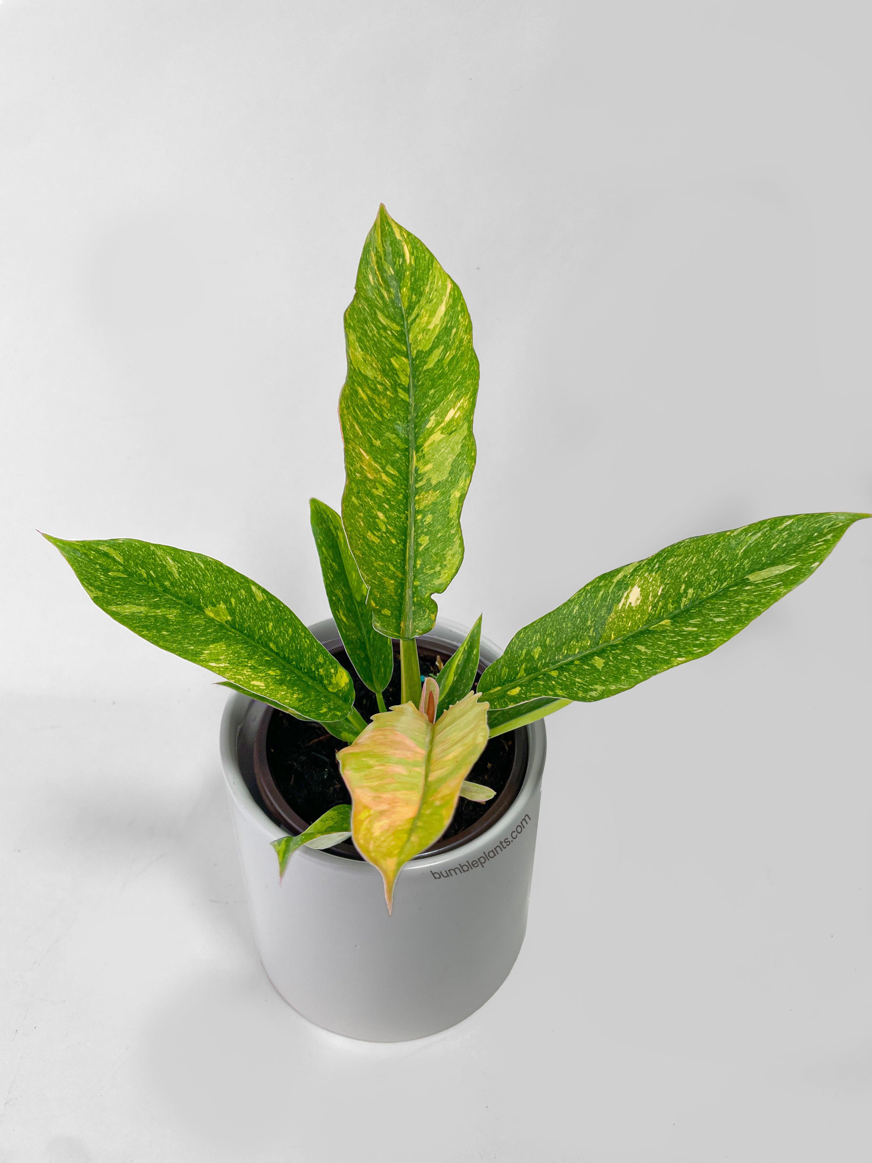 Variegated Philodendron Ring of Fire - Bumble Plants