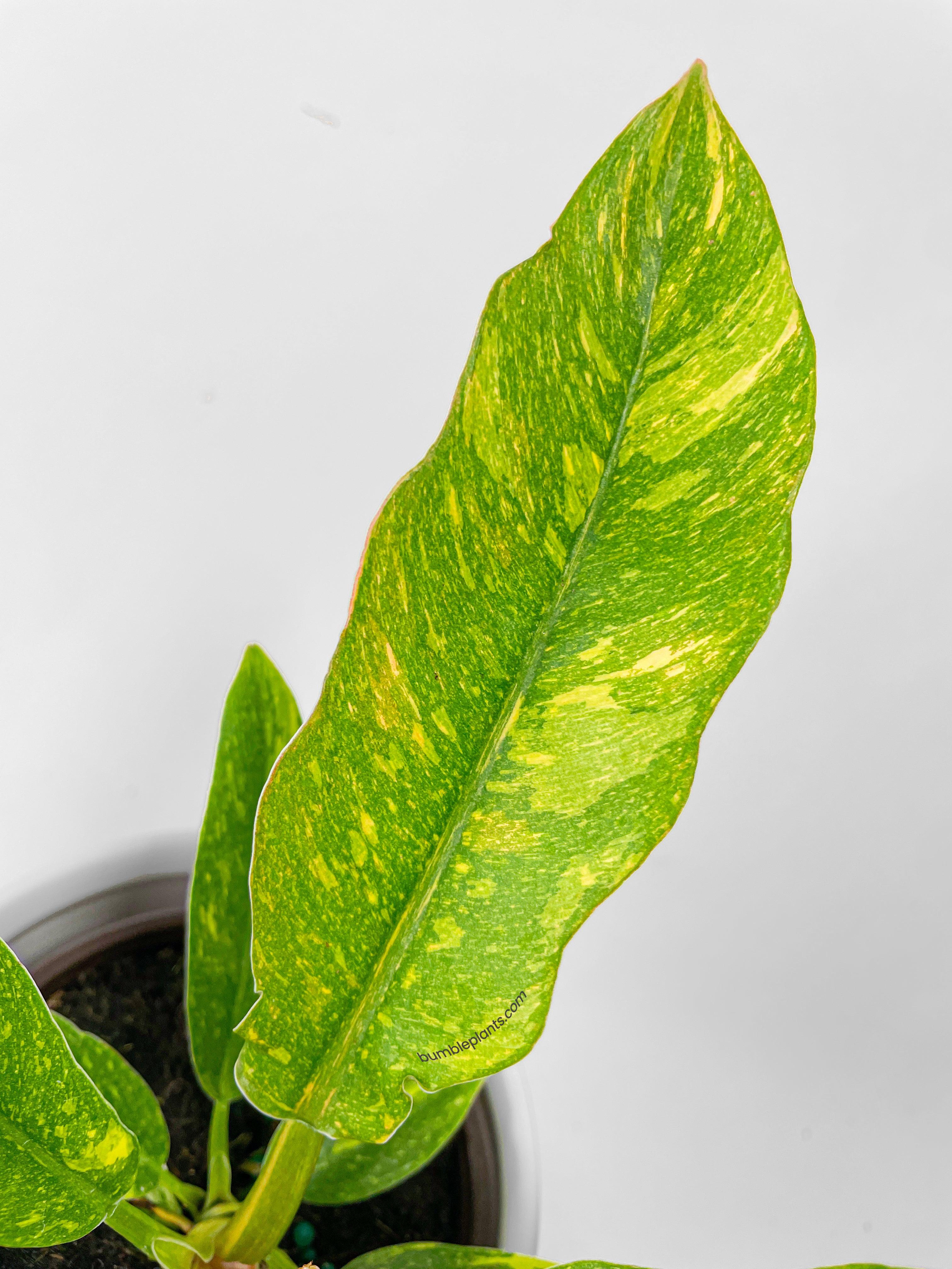 Variegated Philodendron Ring of Fire - Bumble Plants