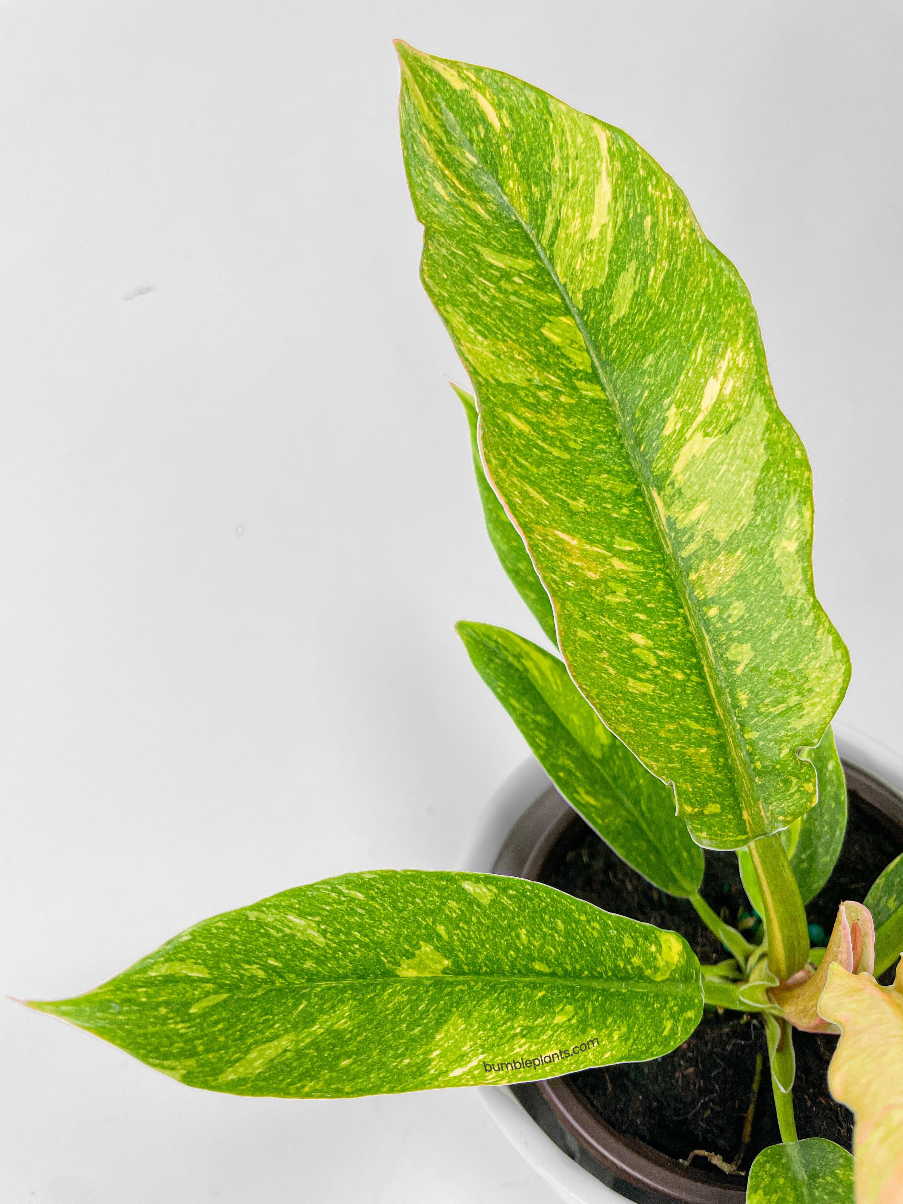 Variegated Philodendron Ring of Fire - Bumble Plants