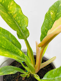 Variegated Philodendron Ring of Fire - Bumble Plants