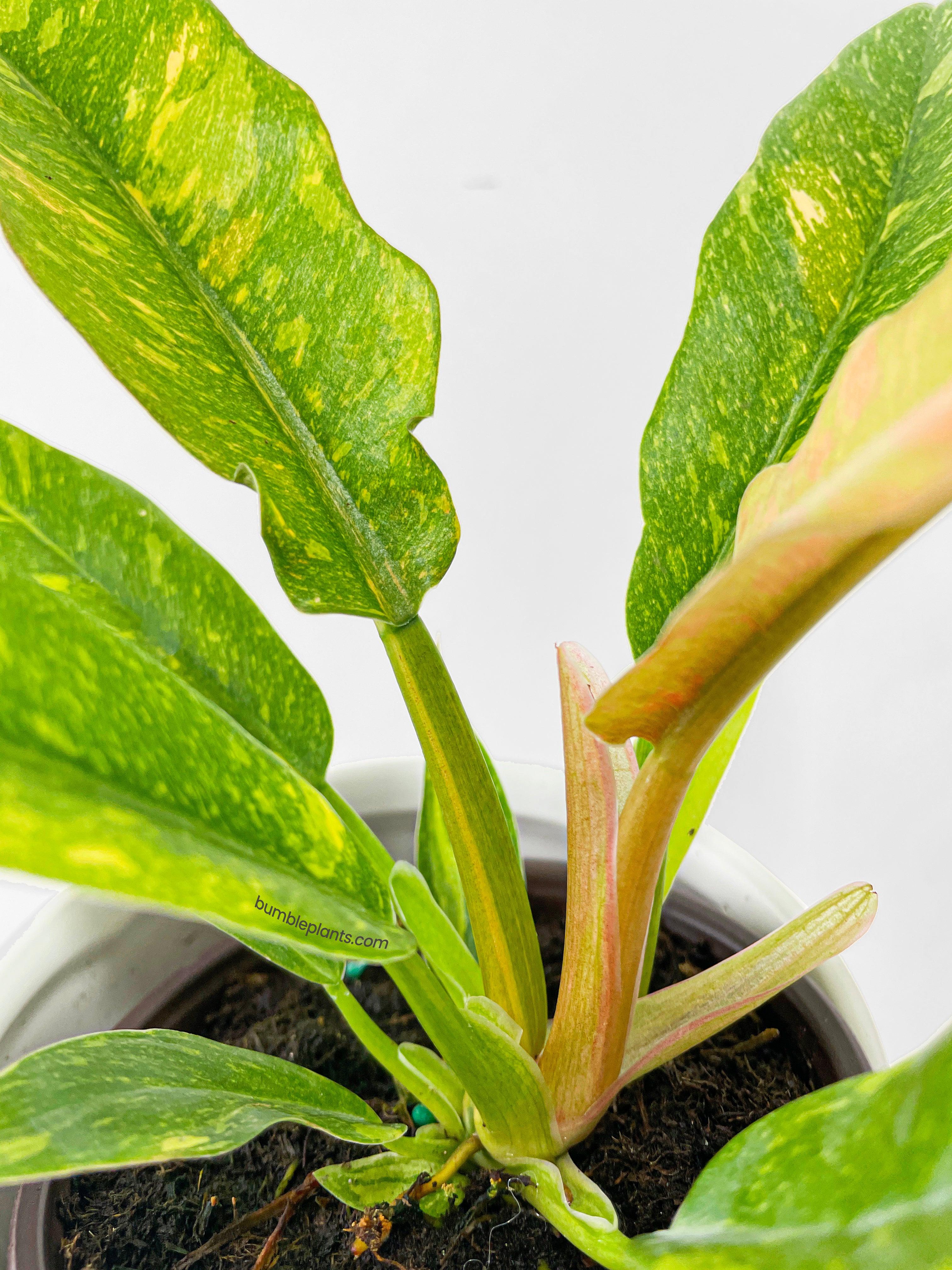 Variegated Philodendron Ring of Fire - Bumble Plants