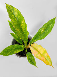 Variegated Philodendron Ring of Fire - Bumble Plants
