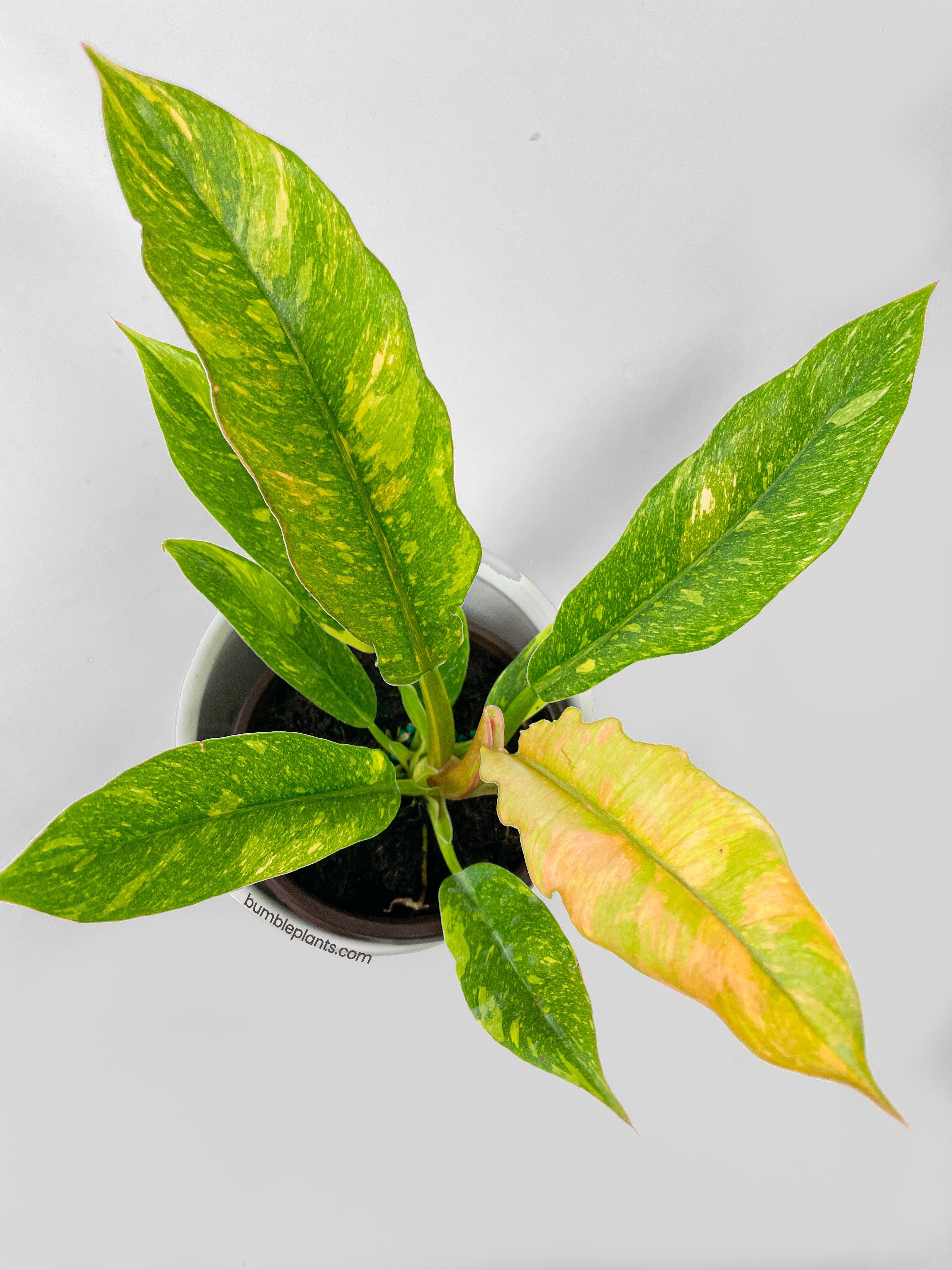Variegated Philodendron Ring of Fire - Bumble Plants