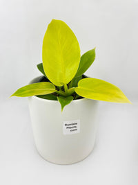 Philodendron Moonlight Lemon Lime Hybrid - Bumble Plants