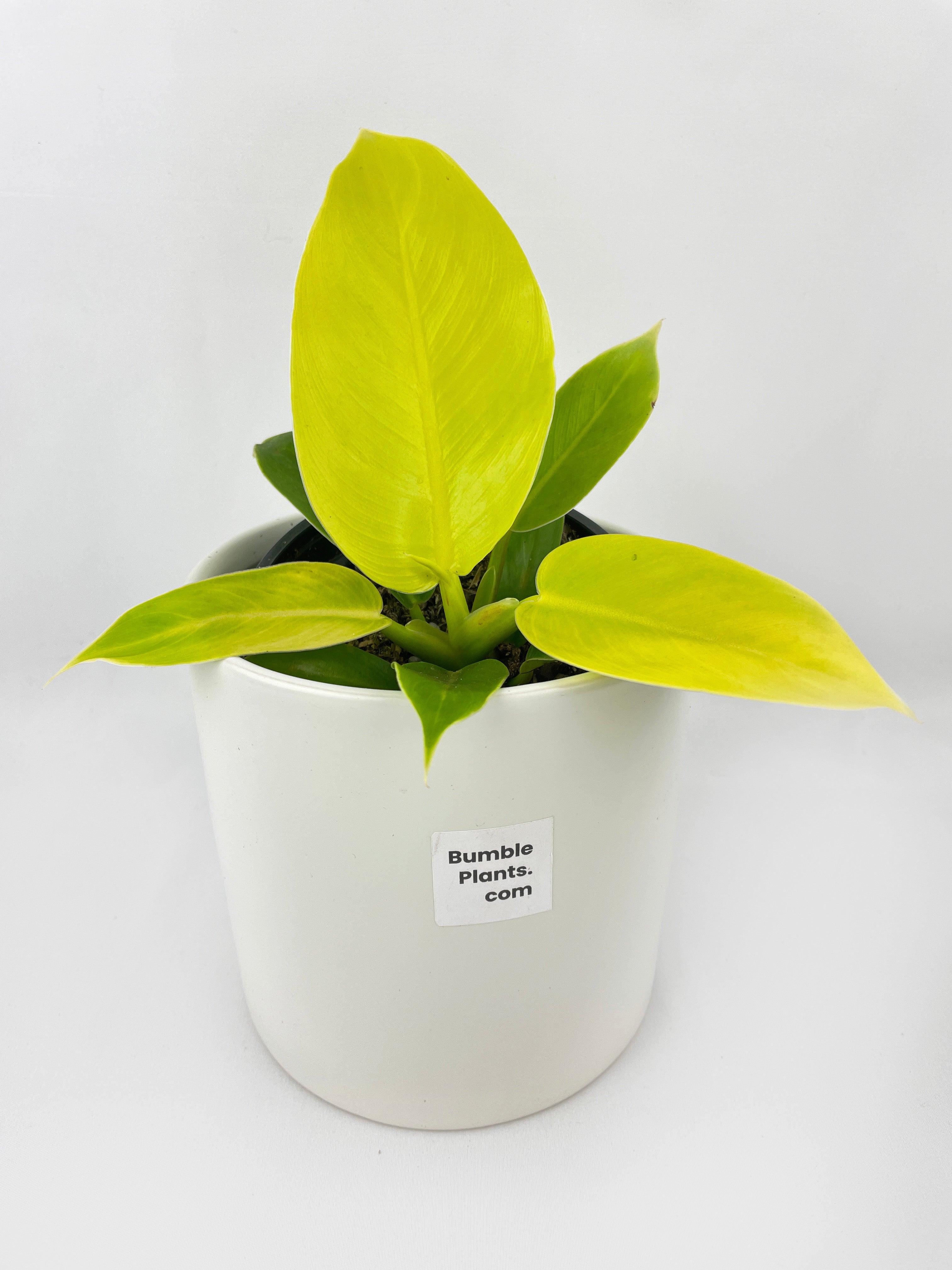 Philodendron Moonlight Lemon Lime Hybrid - Bumble Plants