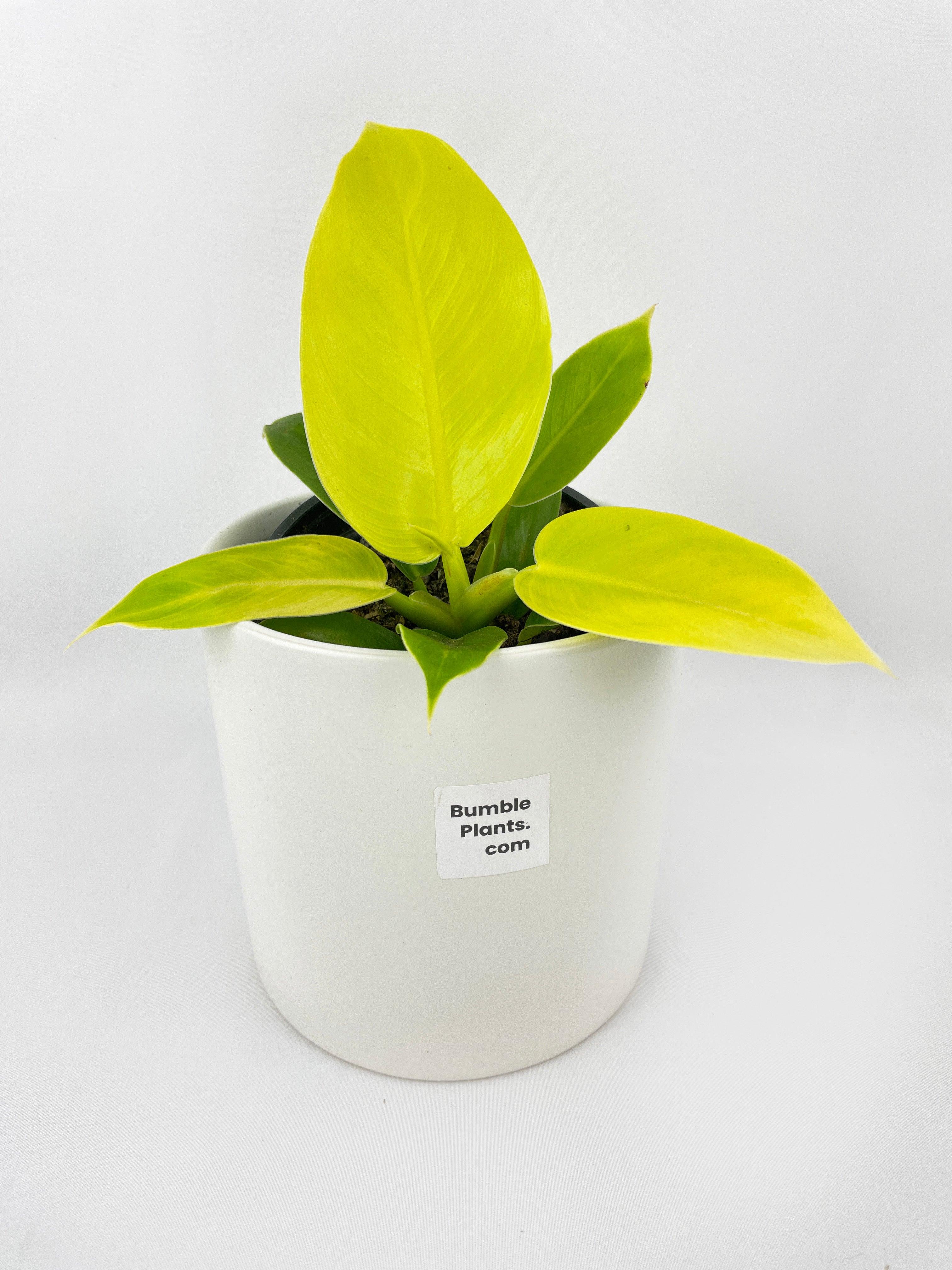 Philodendron Moonlight Lemon Lime Hybrid - Bumble Plants