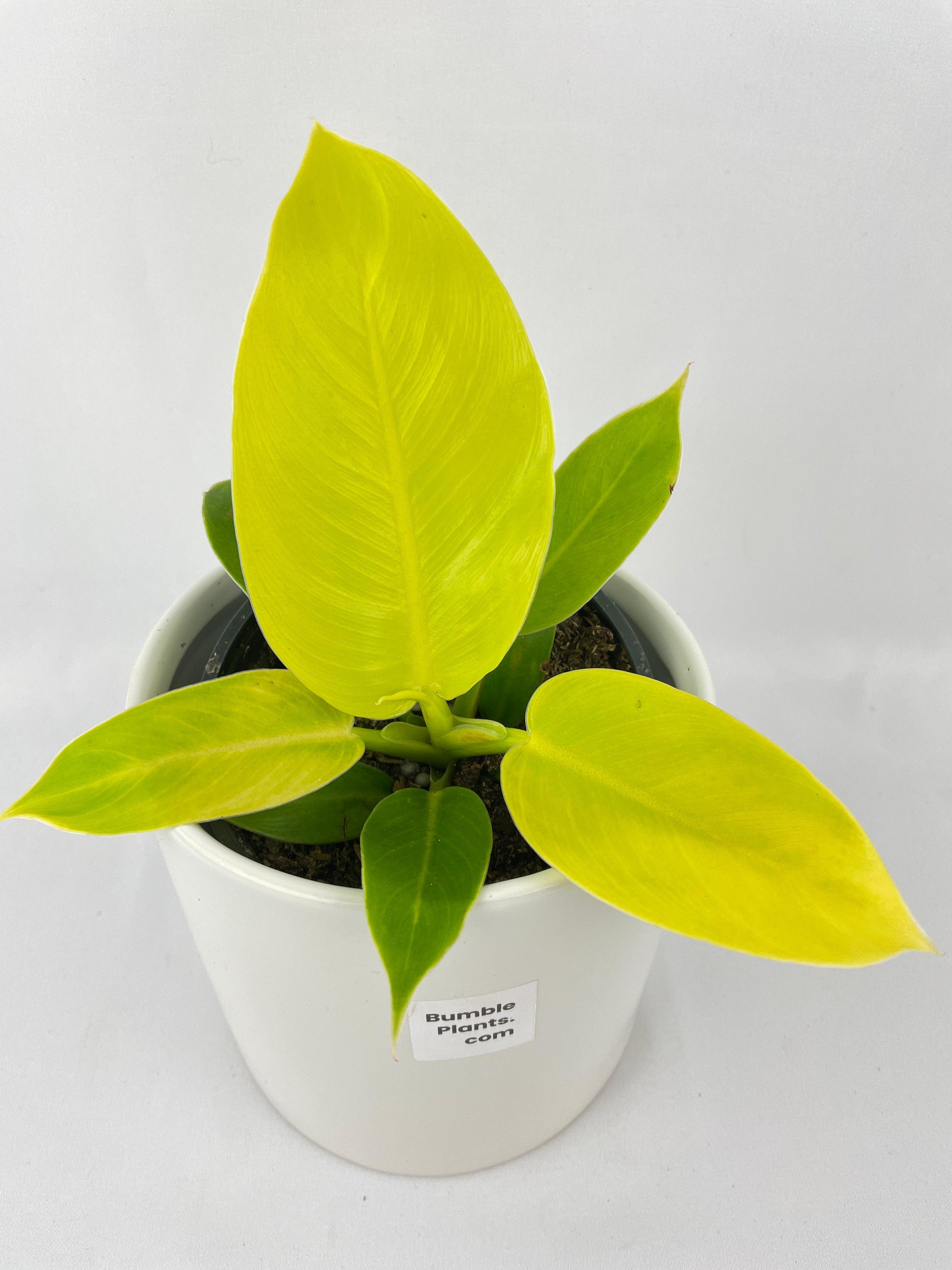 Philodendron Moonlight Lemon Lime Hybrid - Bumble Plants