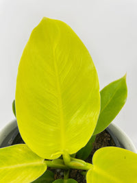 Philodendron Moonlight Lemon Lime Hybrid - Bumble Plants