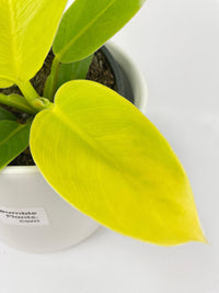 Philodendron Moonlight Lemon Lime Hybrid - Bumble Plants