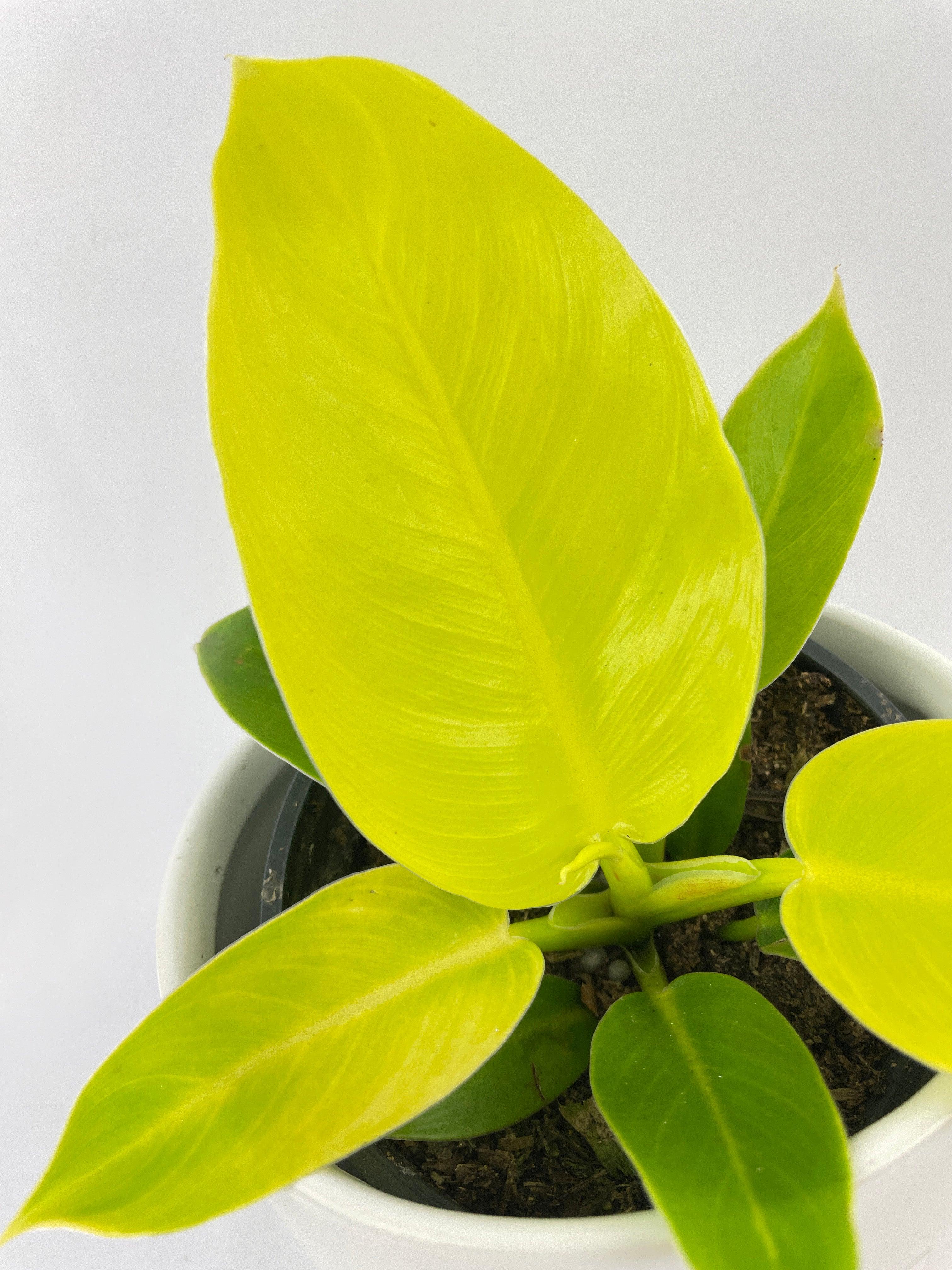 Philodendron Moonlight Lemon Lime Hybrid - Bumble Plants