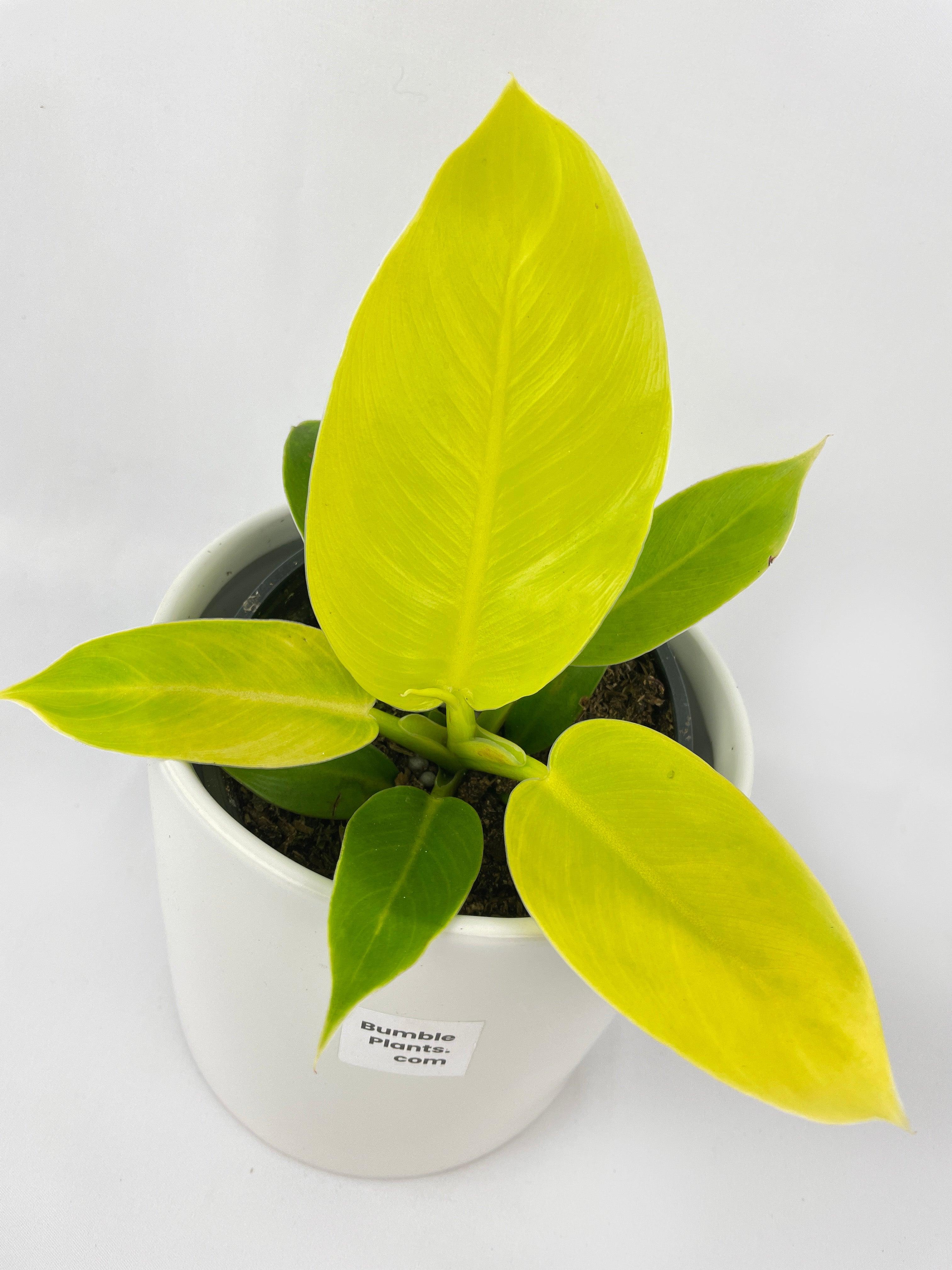 Philodendron Moonlight Lemon Lime Hybrid - Bumble Plants
