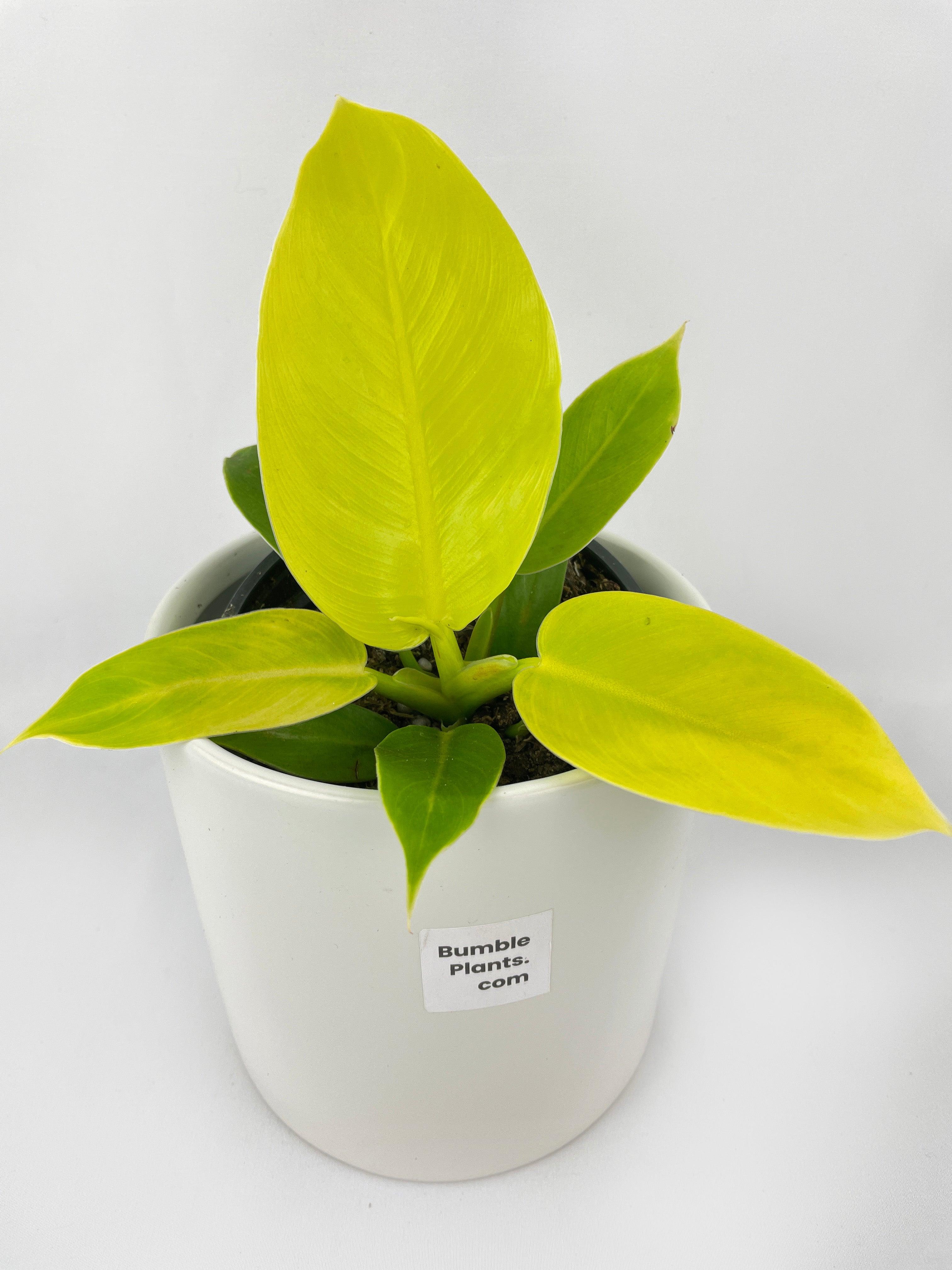 Philodendron Moonlight Lemon Lime Hybrid - Bumble Plants