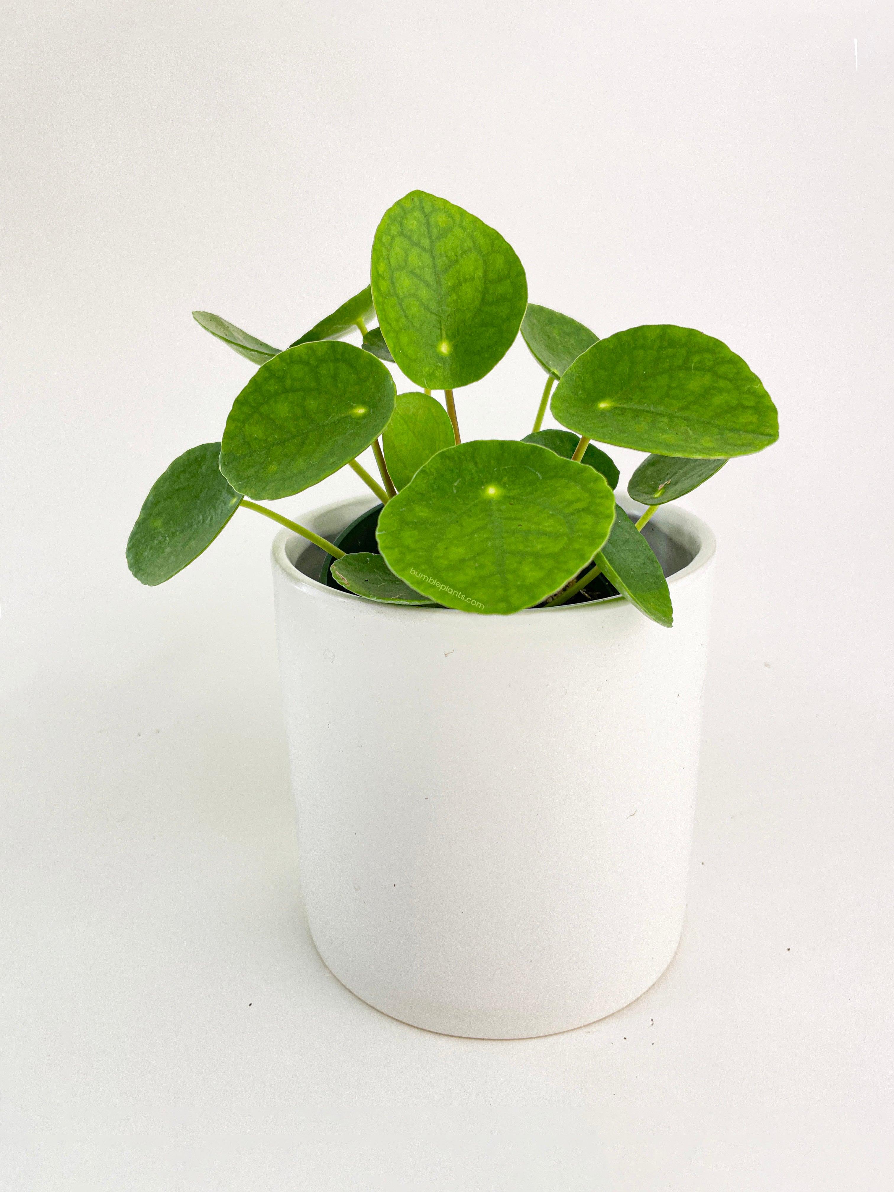 Pilea Peperomioides (Friendship Chinese Money Plant) - Bumble Plants