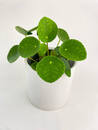 Pilea Peperomioides (Friendship Chinese Money Plant) - Bumble Plants