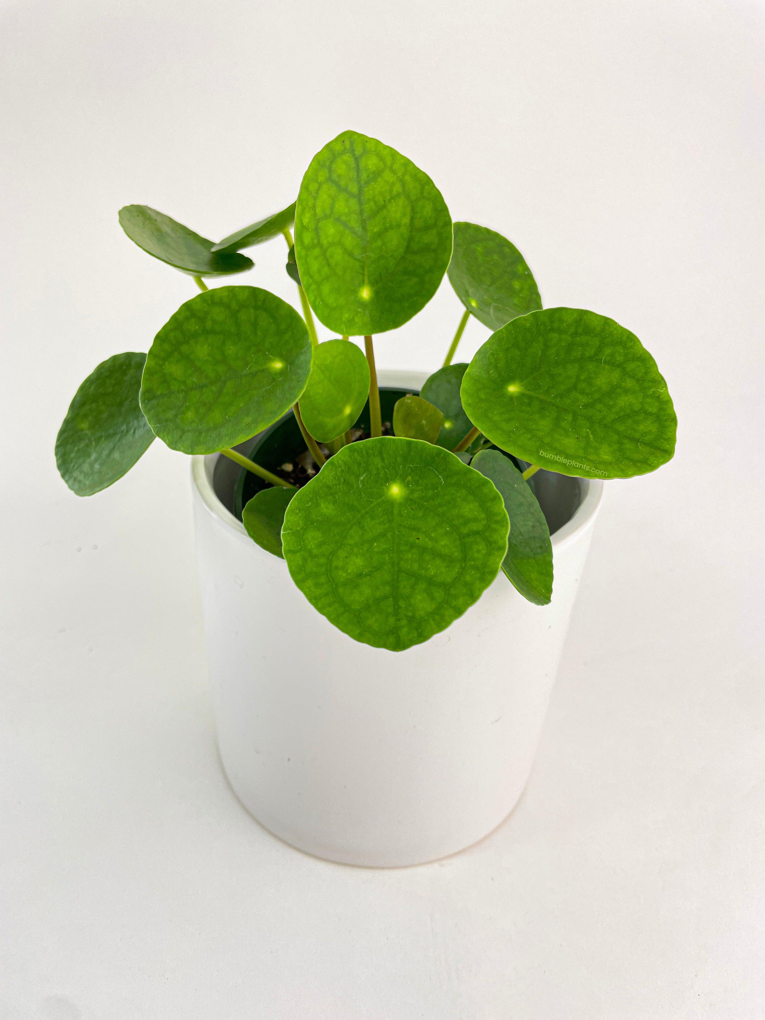 Pilea Peperomioides (Friendship Chinese Money Plant) - Bumble Plants