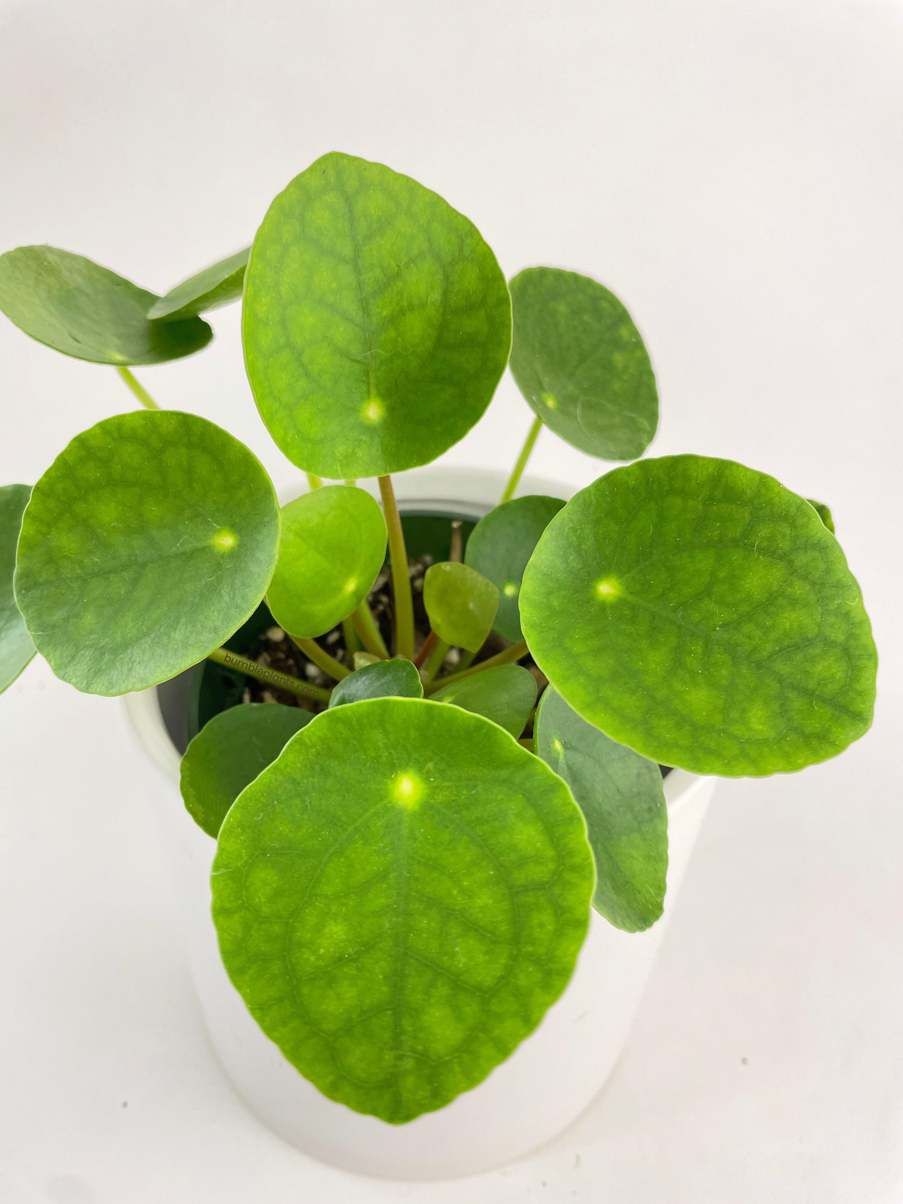Pilea Peperomioides (Friendship Chinese Money Plant) - Bumble Plants