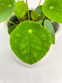 Pilea Peperomioides (Friendship Chinese Money Plant) - Bumble Plants