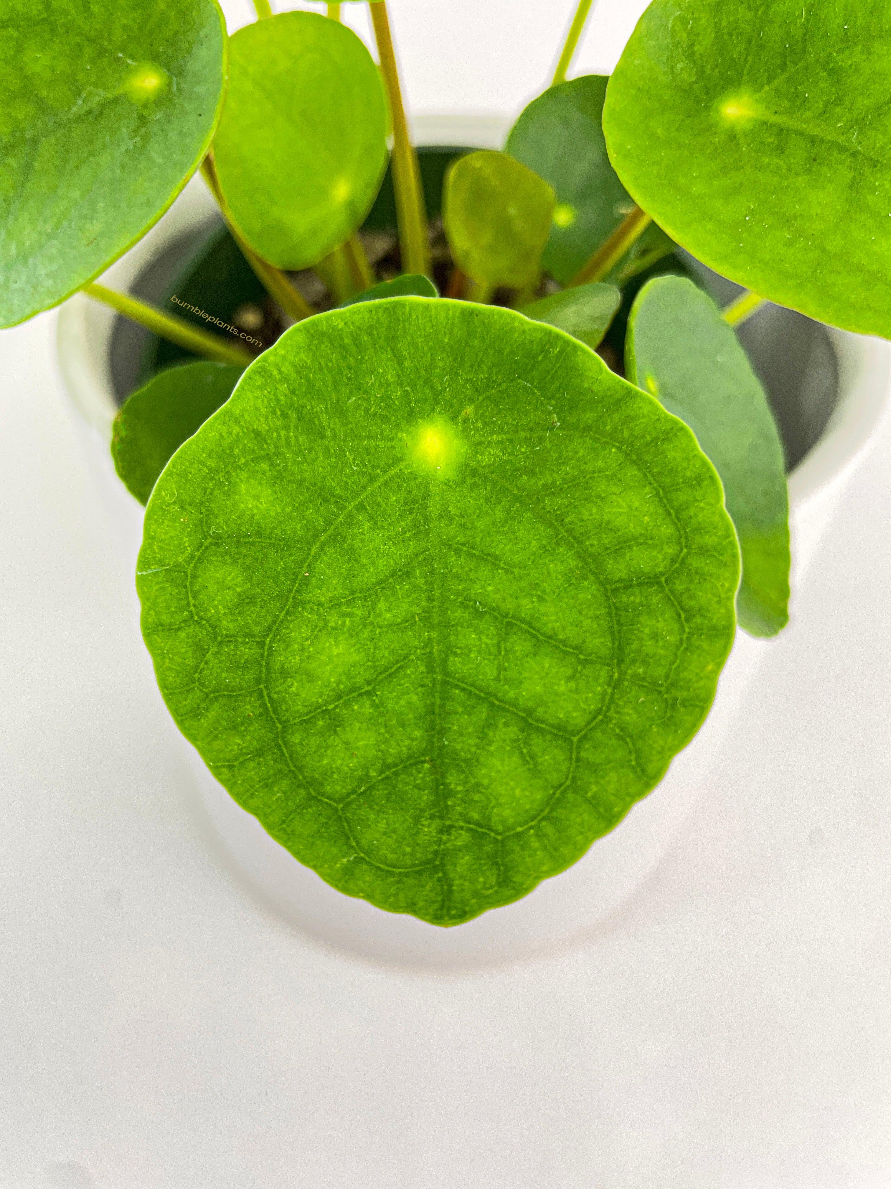 Pilea Peperomioides (Friendship Chinese Money Plant) - Bumble Plants