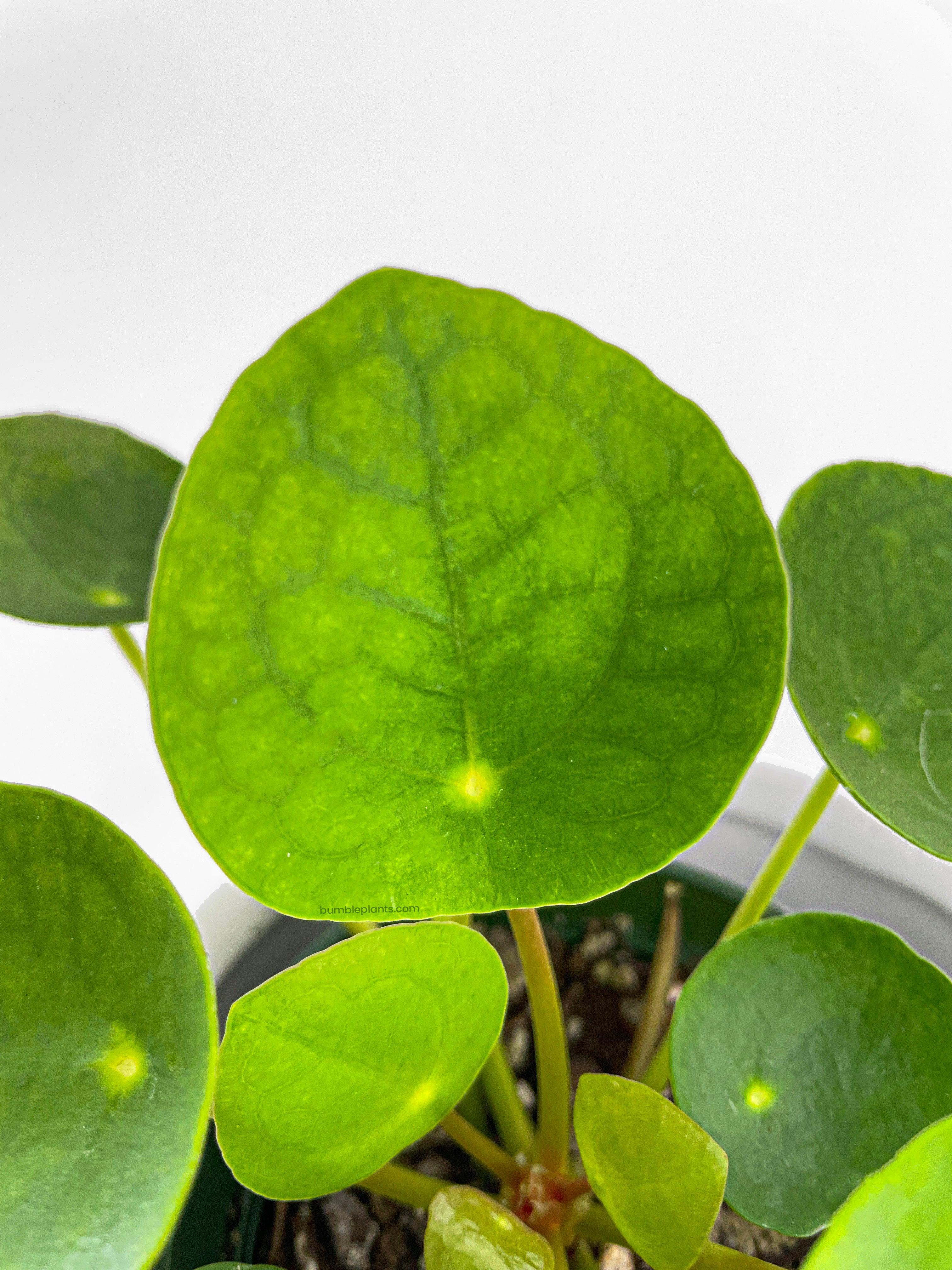 Pilea Peperomioides (Friendship Chinese Money Plant) - Bumble Plants