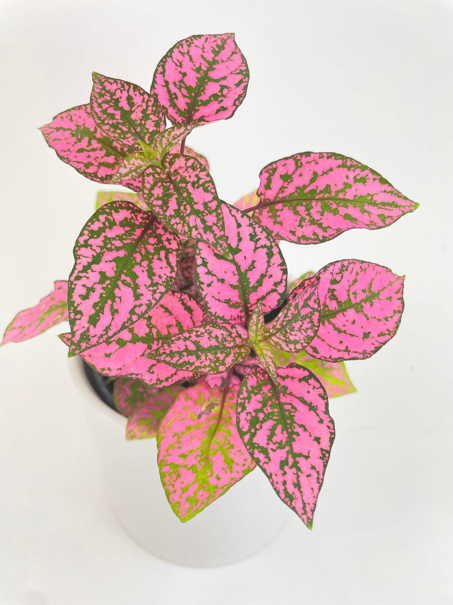 Pink Polka Dot Plant (Hypoestes Phyllostachya) Bumble Plants