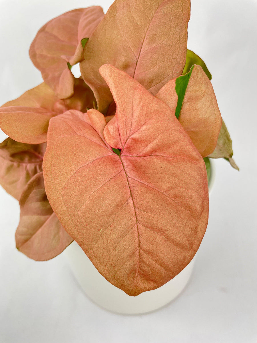 Syngonium Strawberry Pink 'Neon Robusta' - Bumble Plants