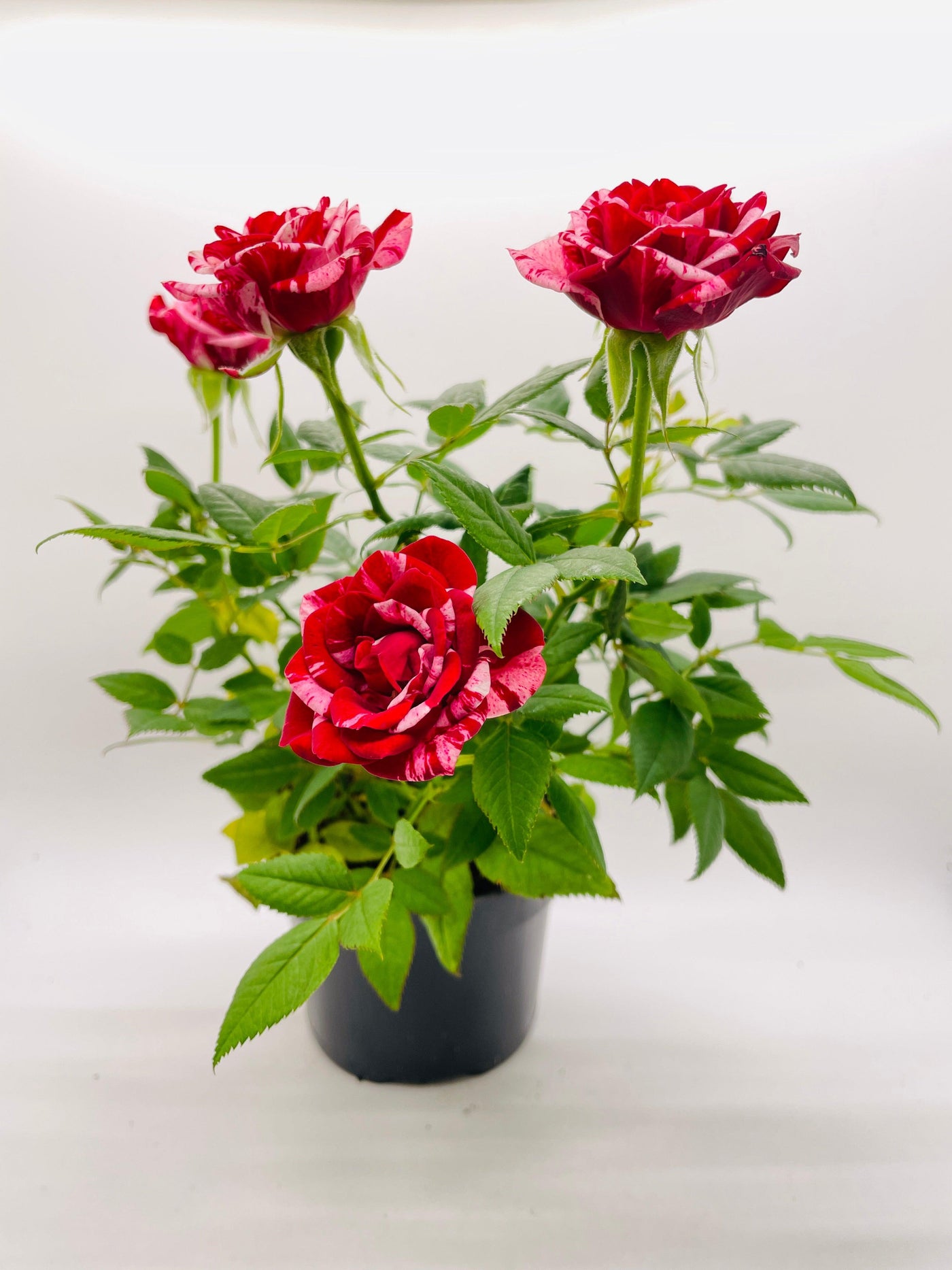 indoor rose plants Live Miniature Tea Rose Flowering Plant