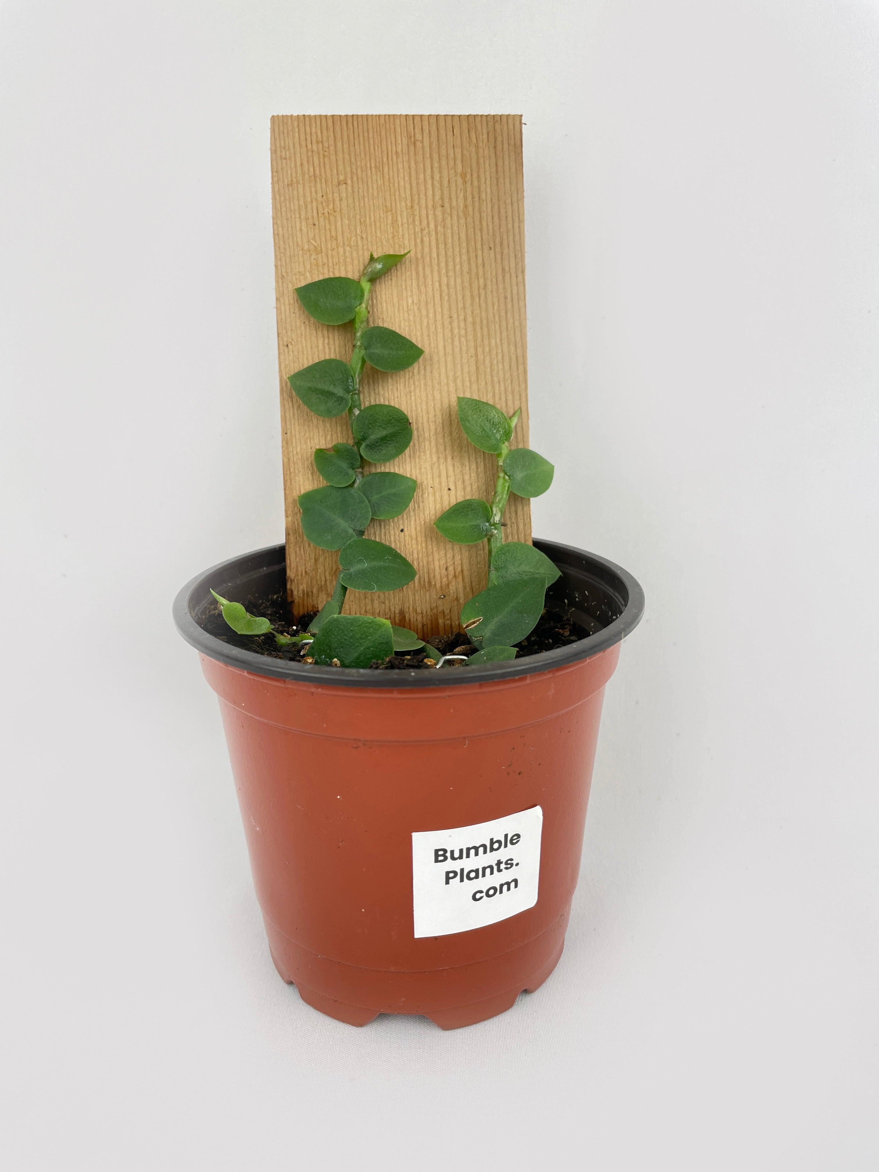 Rhaphidophora Hayi - Bumble Plants