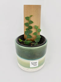 Rhaphidophora Hayi - Bumble Plants