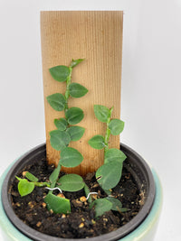 Rhaphidophora Hayi - Bumble Plants