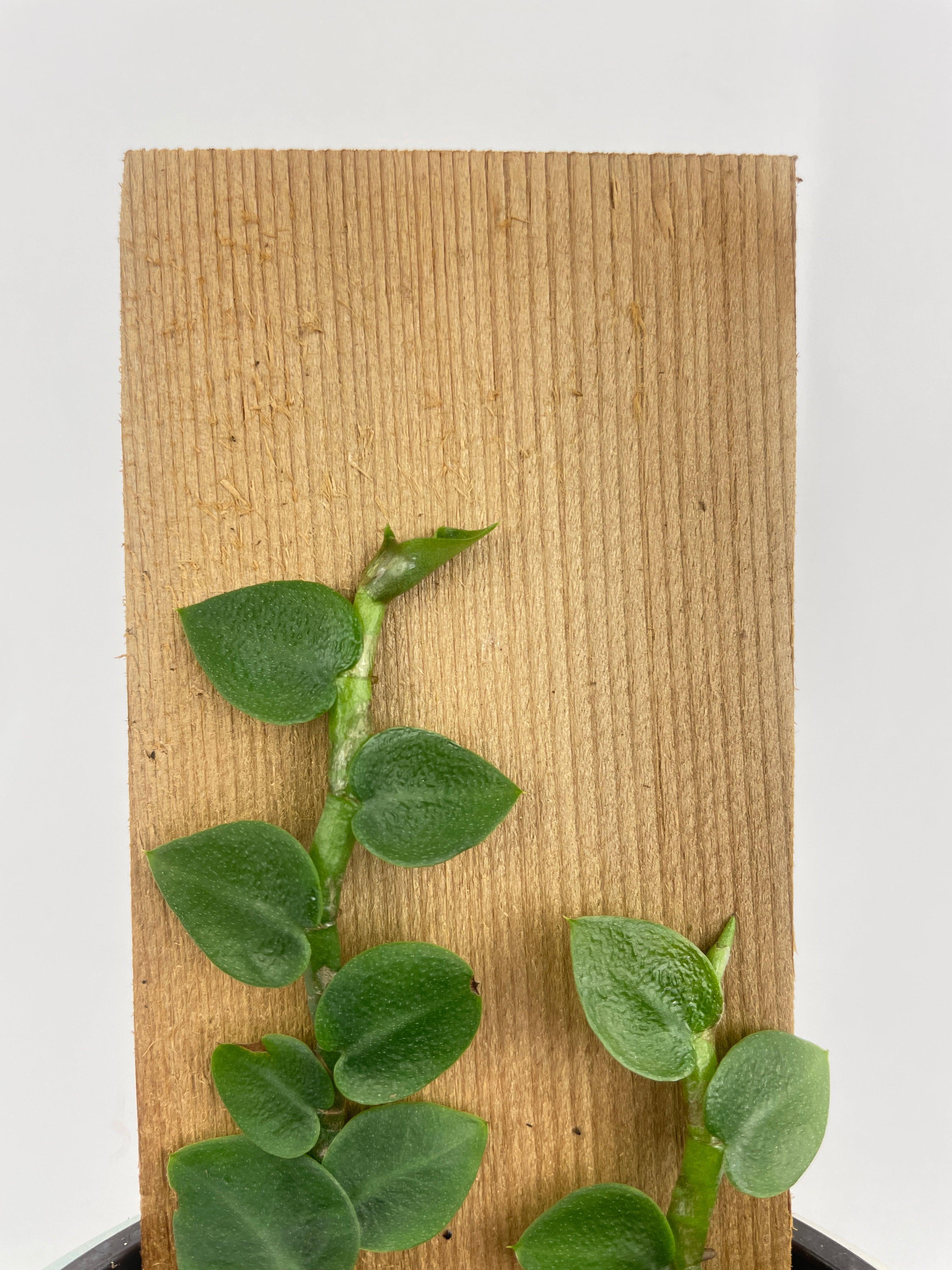 Rhaphidophora Hayi - Bumble Plants