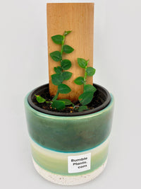 Rhaphidophora Hayi - Bumble Plants